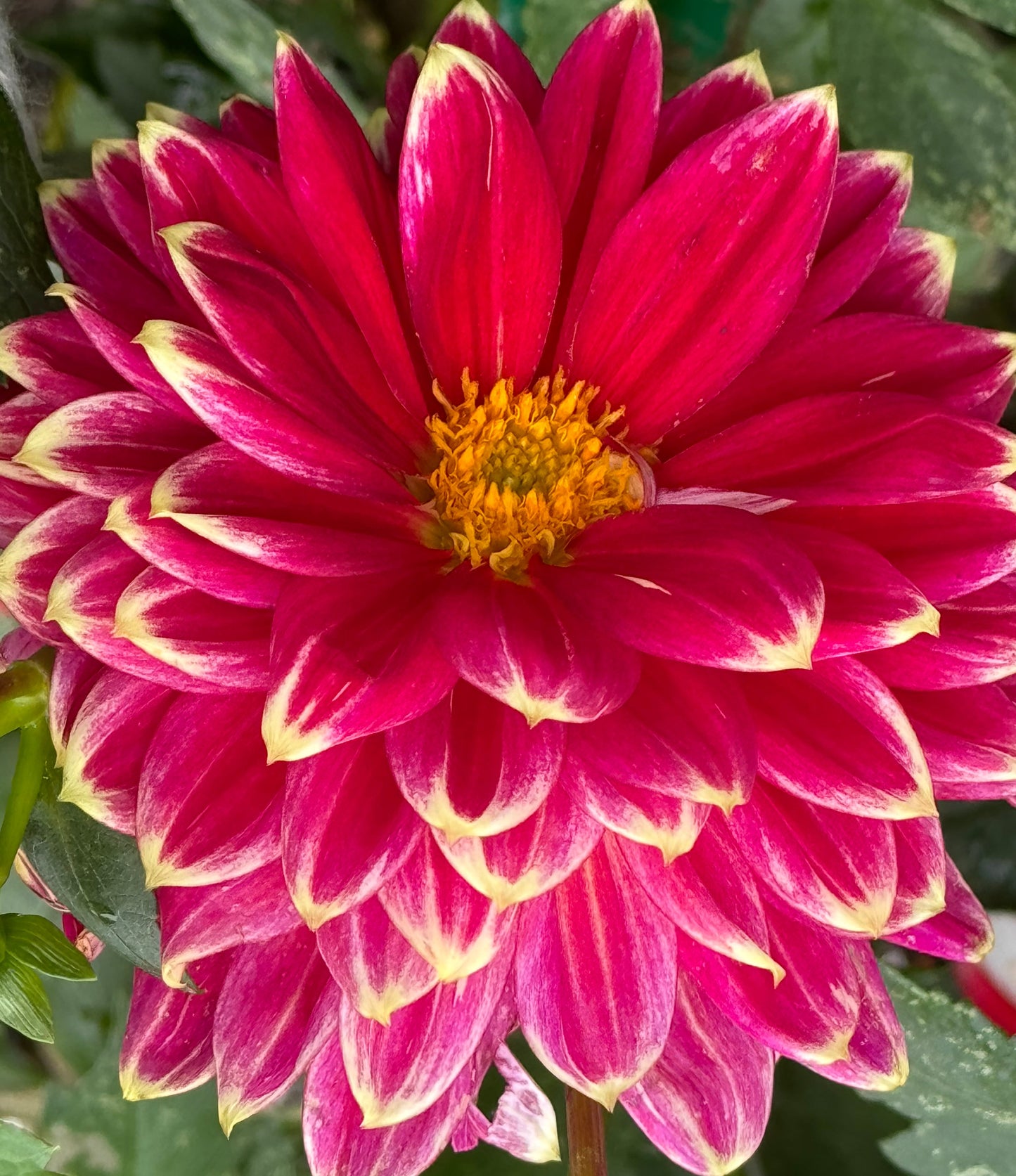 Maldini Dahlia