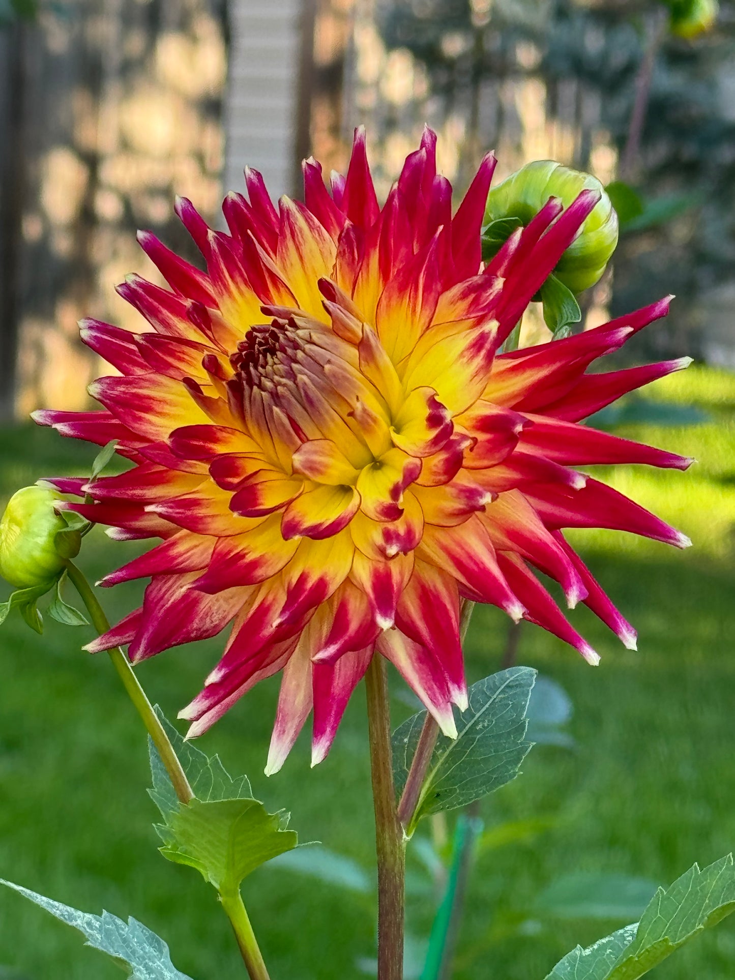 AC Cougar Dahlia