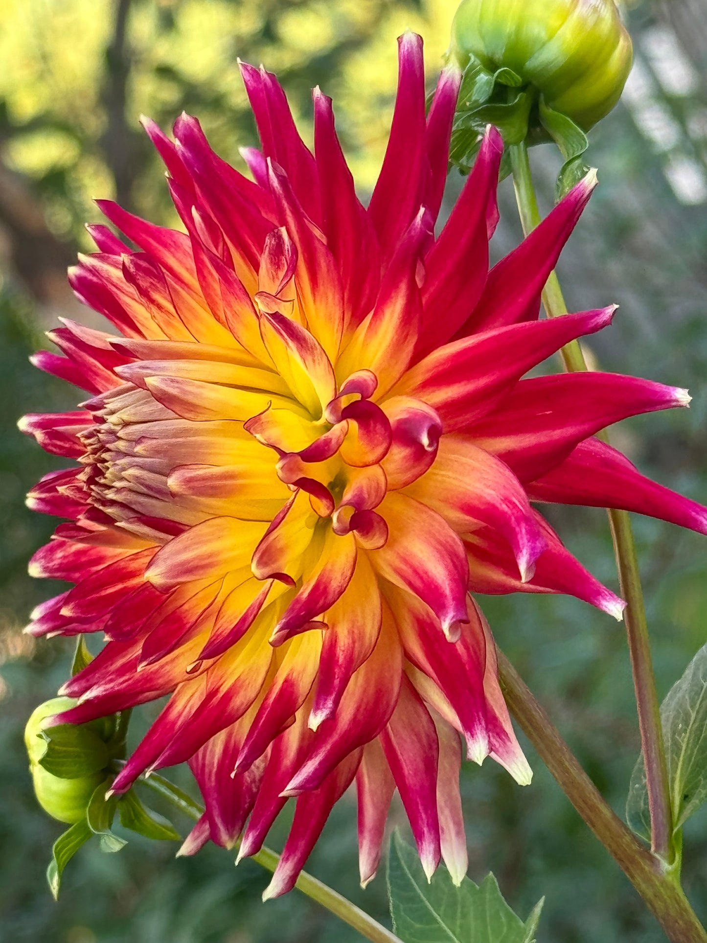 AC Cougar Dahlia