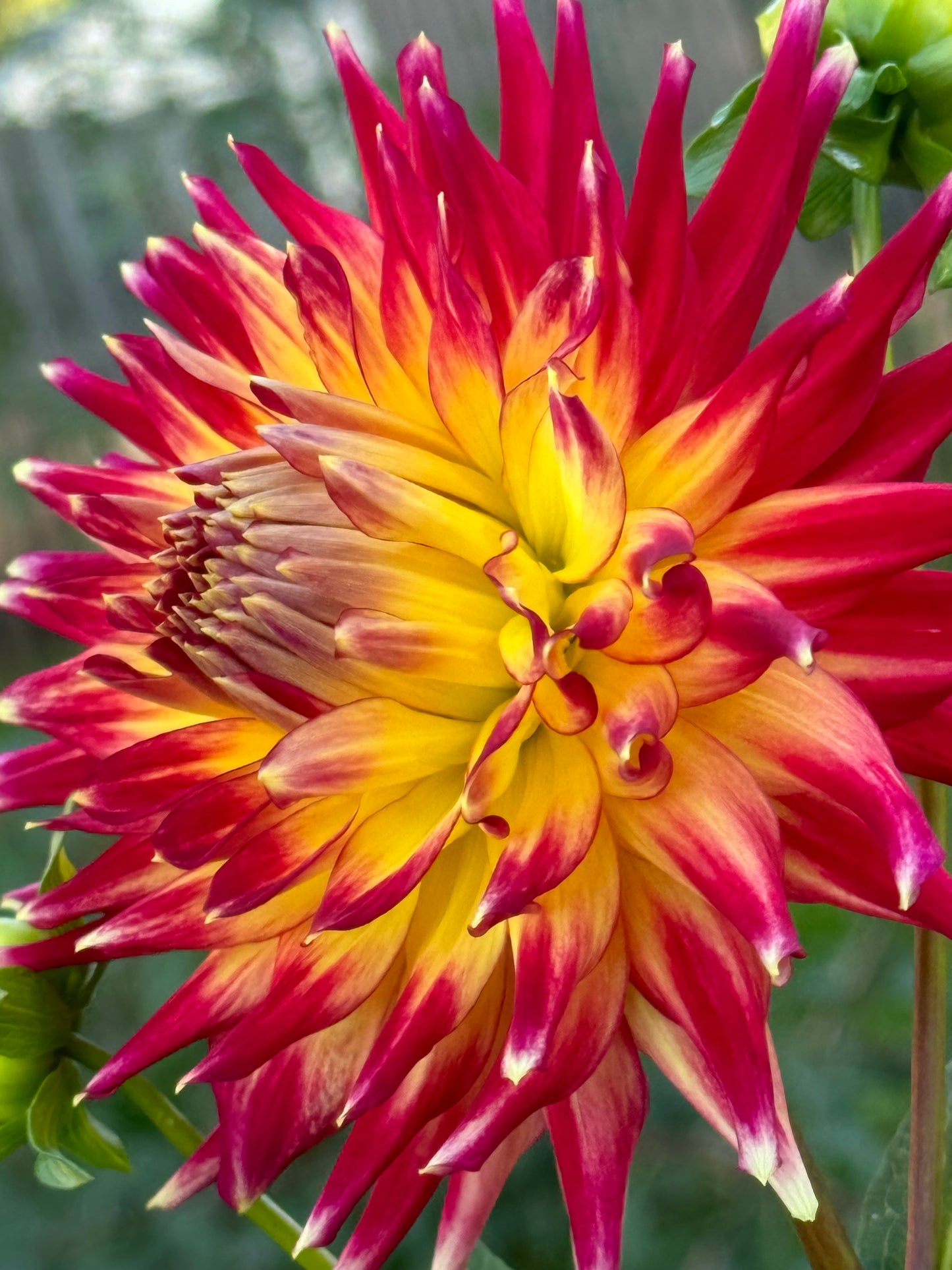 AC Cougar Dahlia