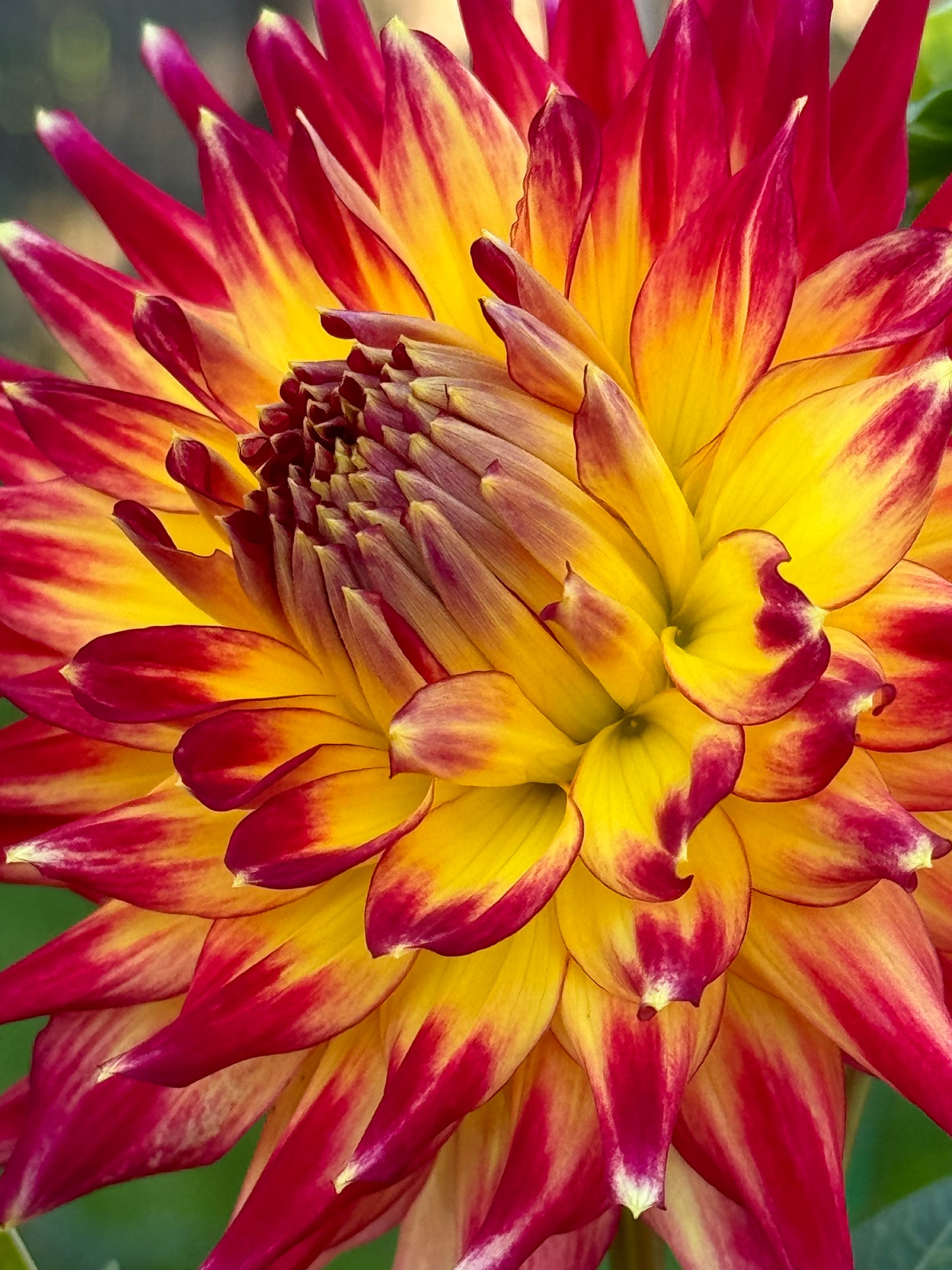 AC Cougar Dahlia