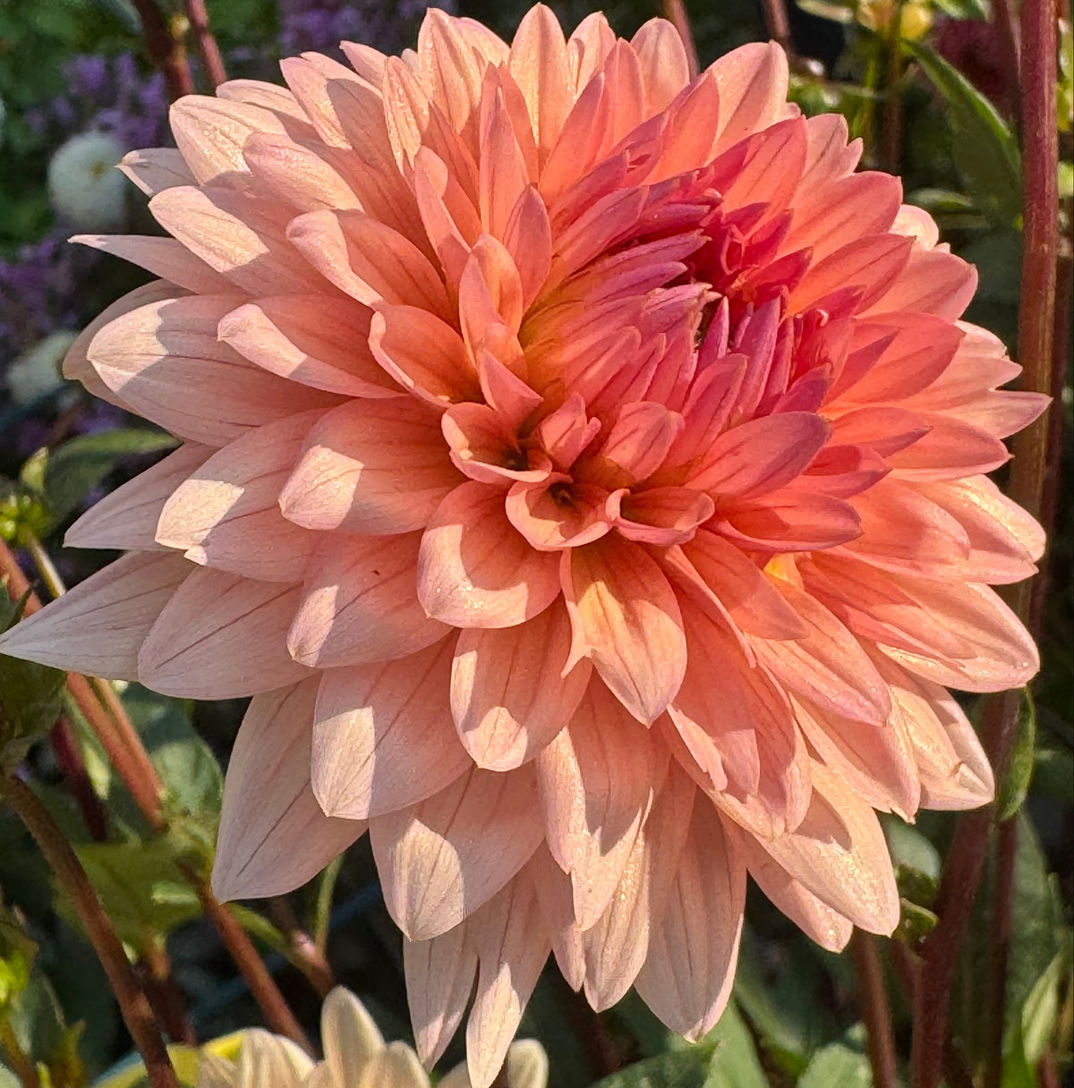 Henriette Dahlia