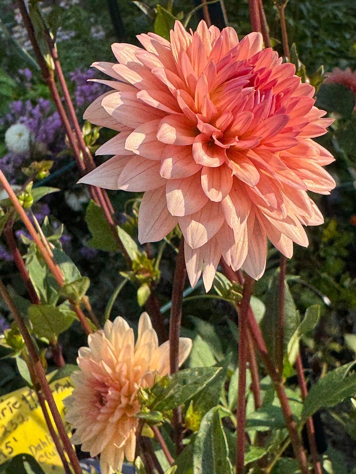 Henriette Dahlia