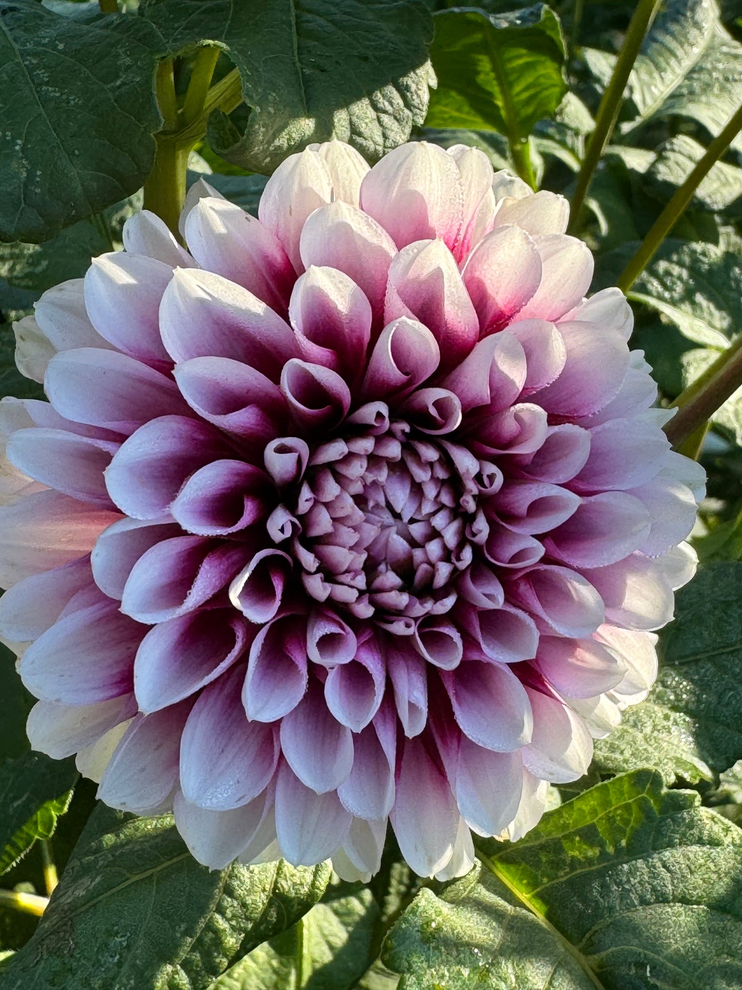 Jim Dandy Dahlia