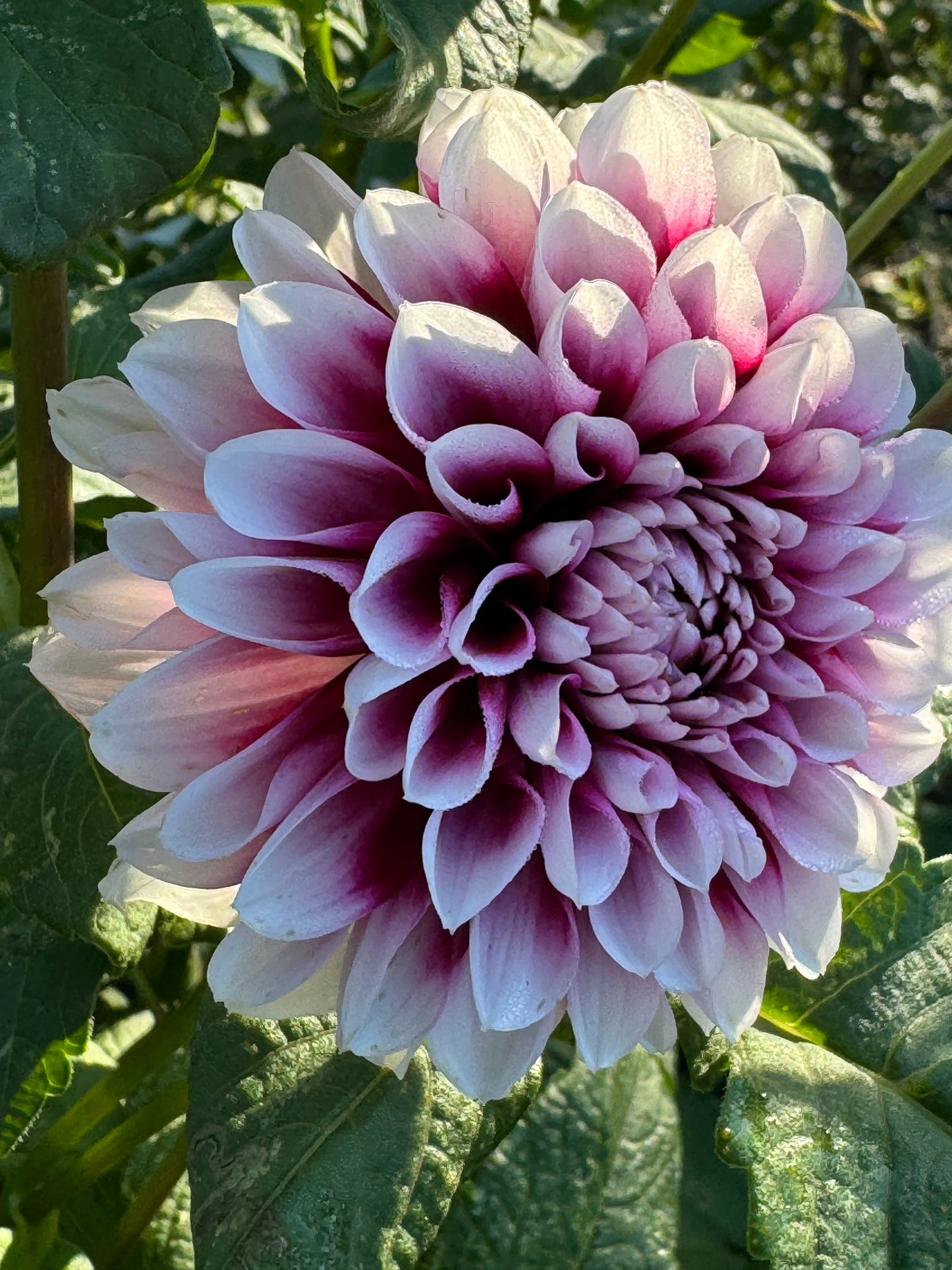 Jim Dandy Dahlia