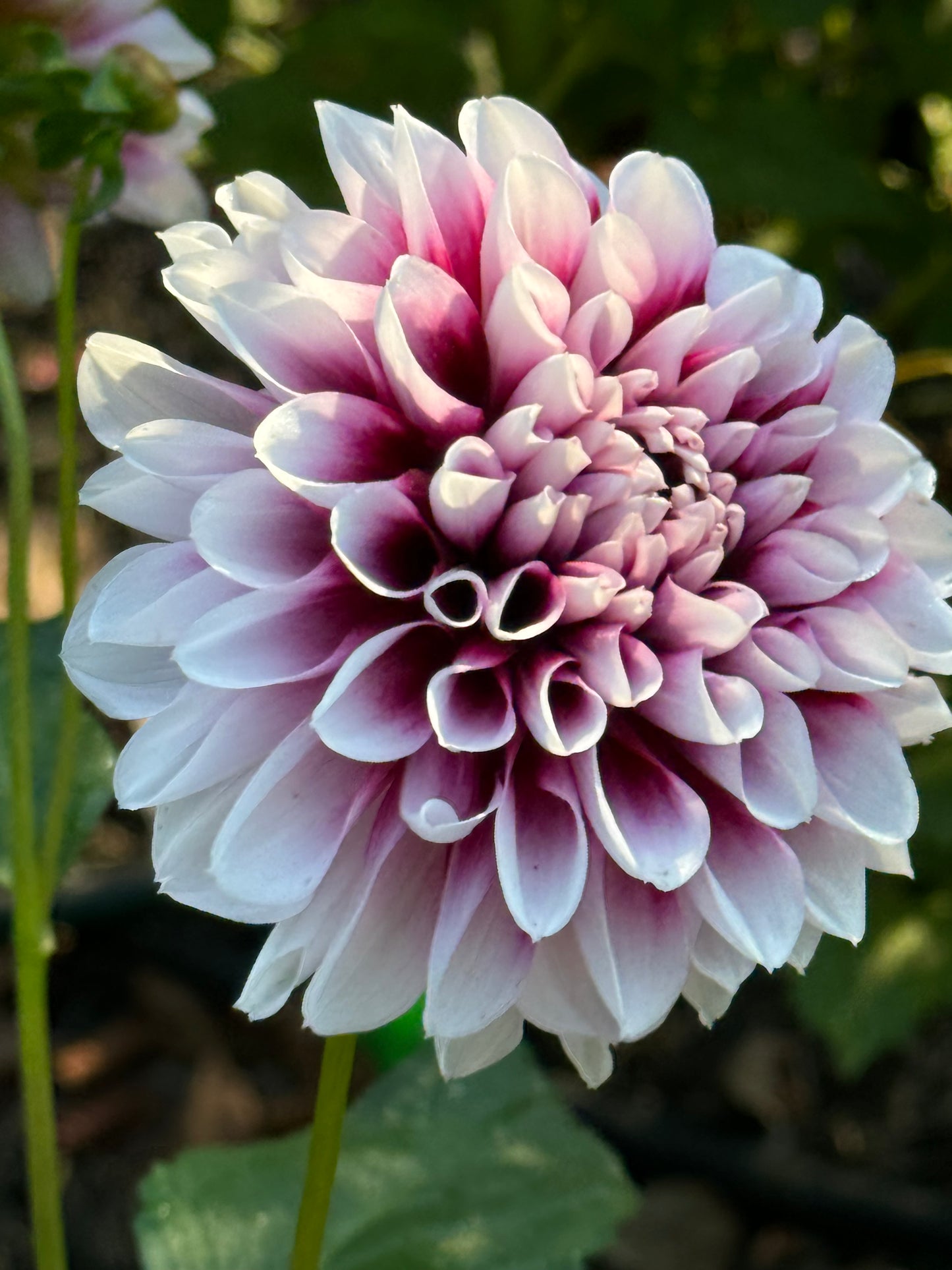 Jim Dandy Dahlia