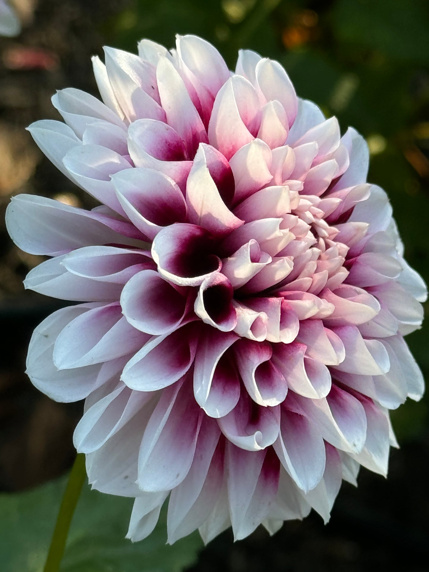 Jim Dandy Dahlia