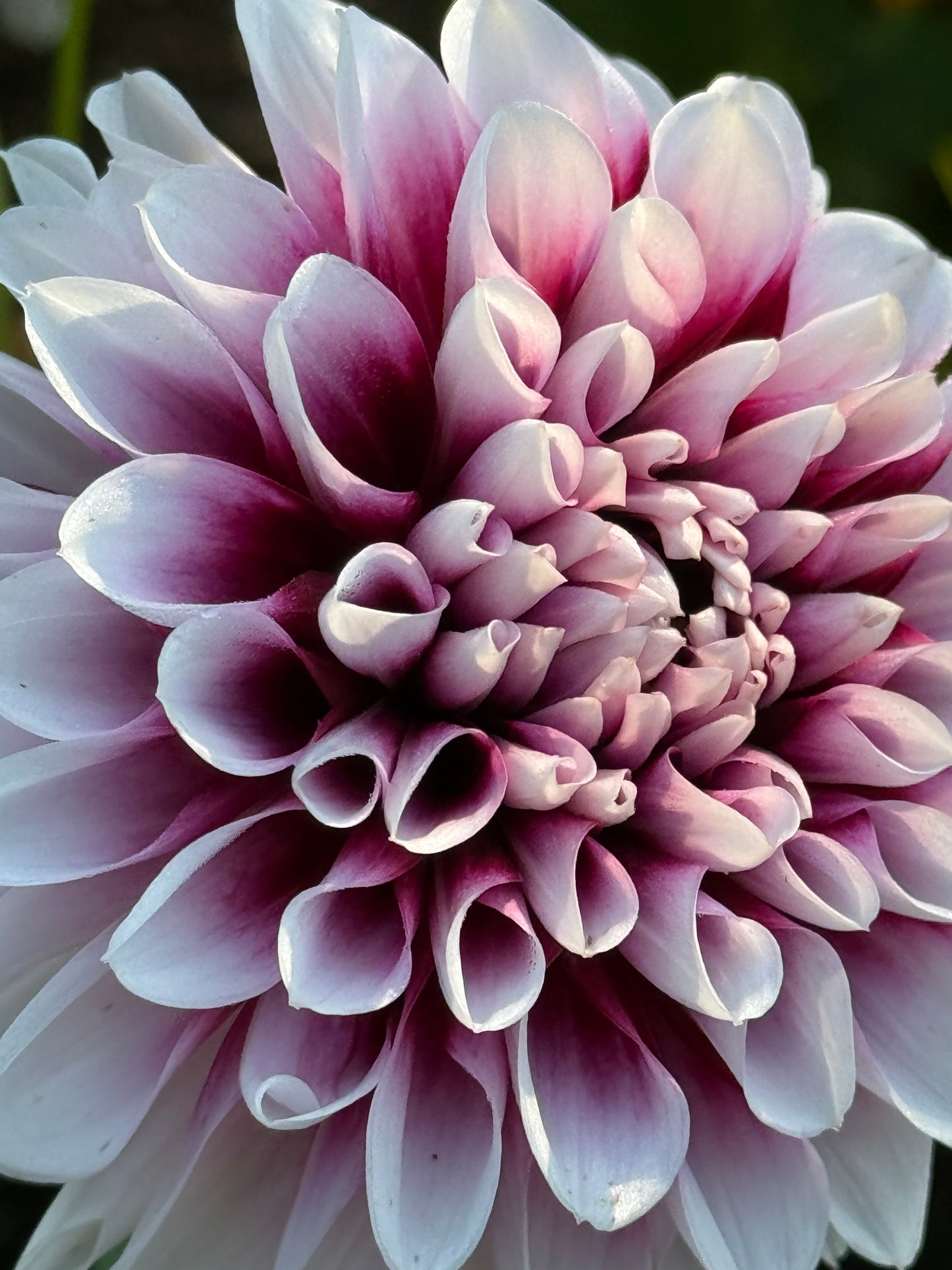 Jim Dandy Dahlia