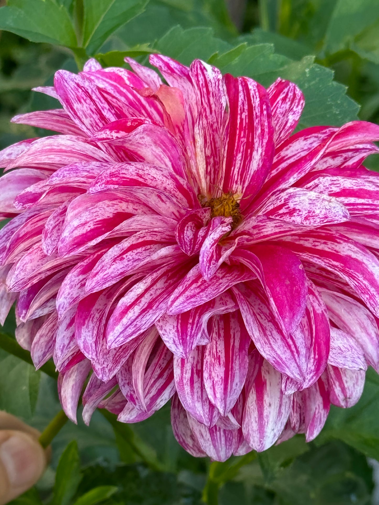 AC Candy Dahlia