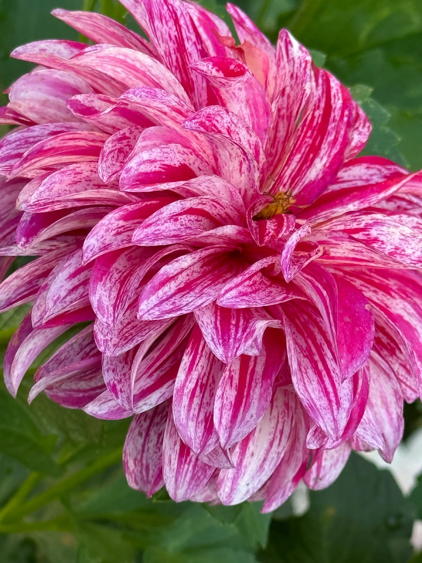 AC Candy Dahlia