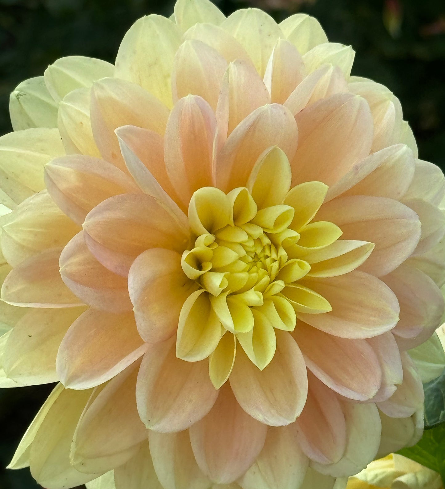 Day Dreamer Dahlia