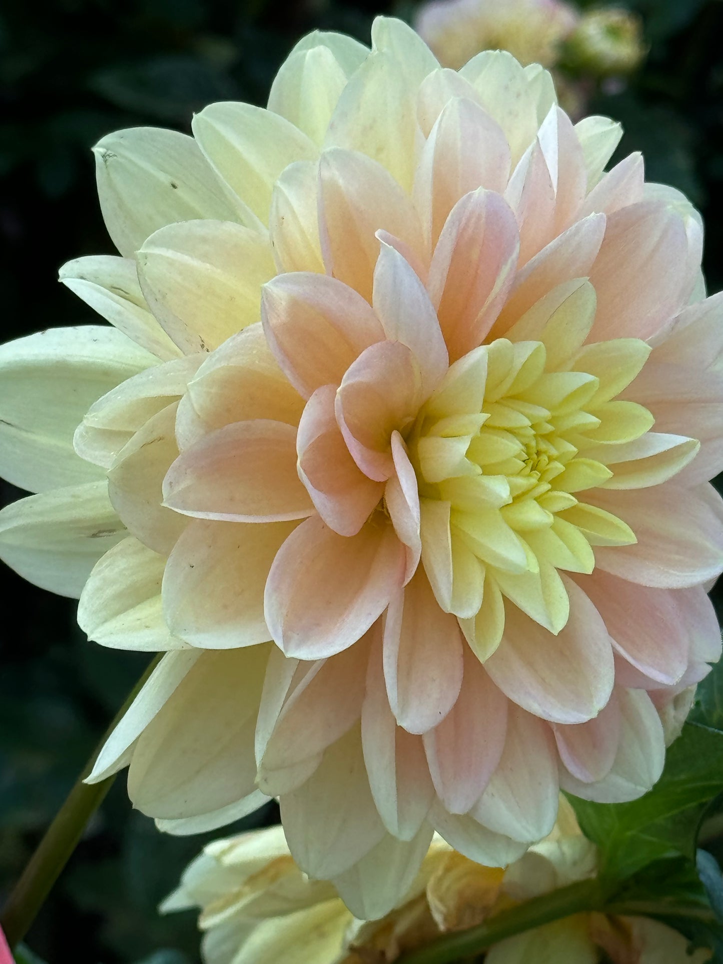 Day Dreamer Dahlia