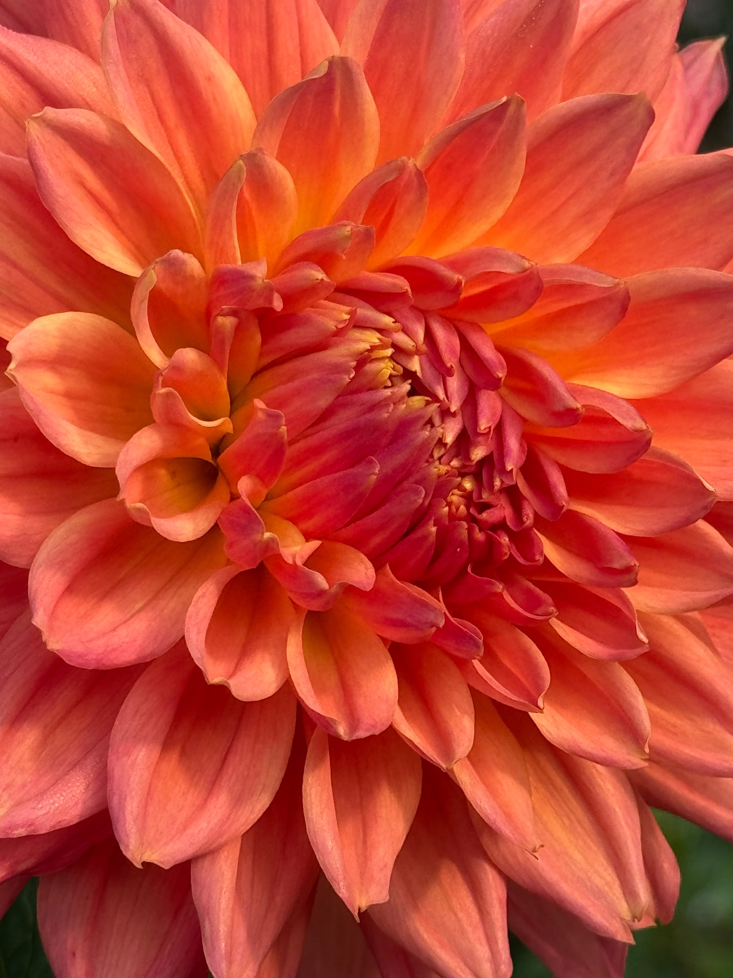 Mr Ferns Dahlia