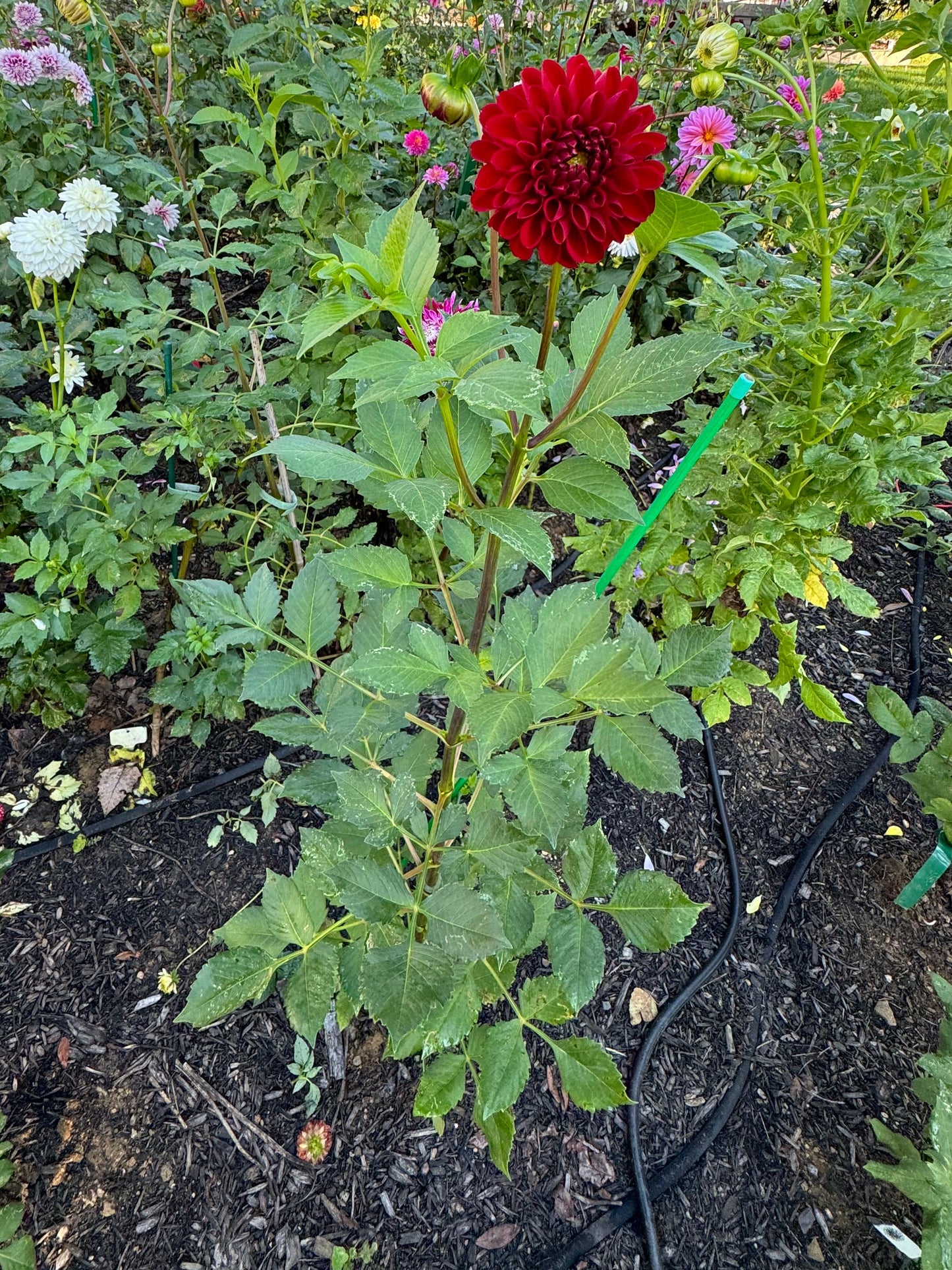 Amorous Heart Dahlia