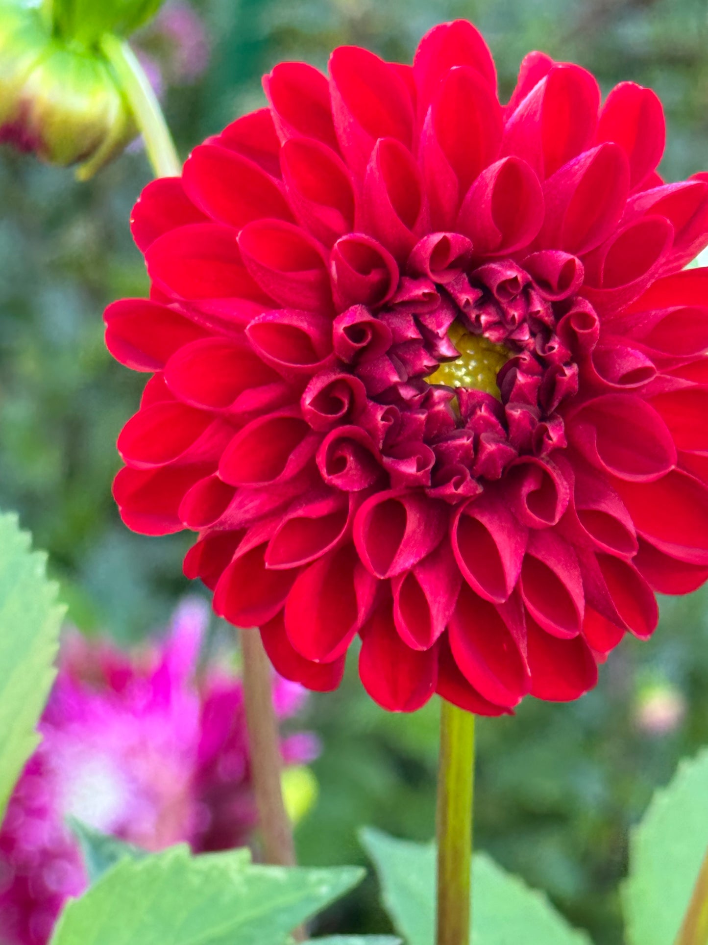 Amorous Heart Dahlia