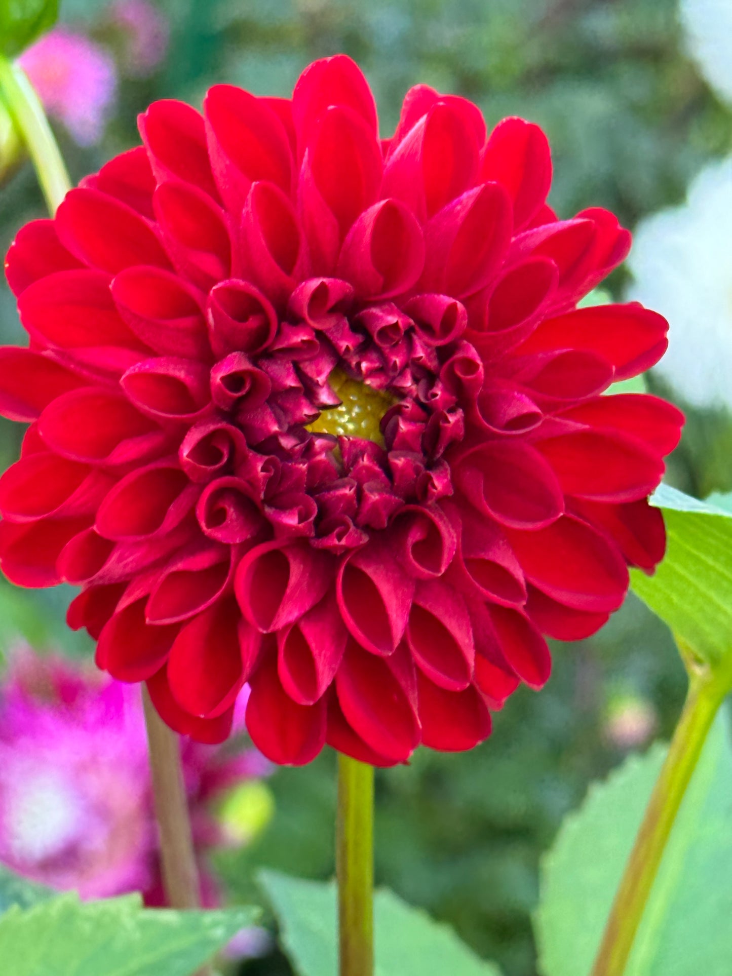 Amorous Heart Dahlia