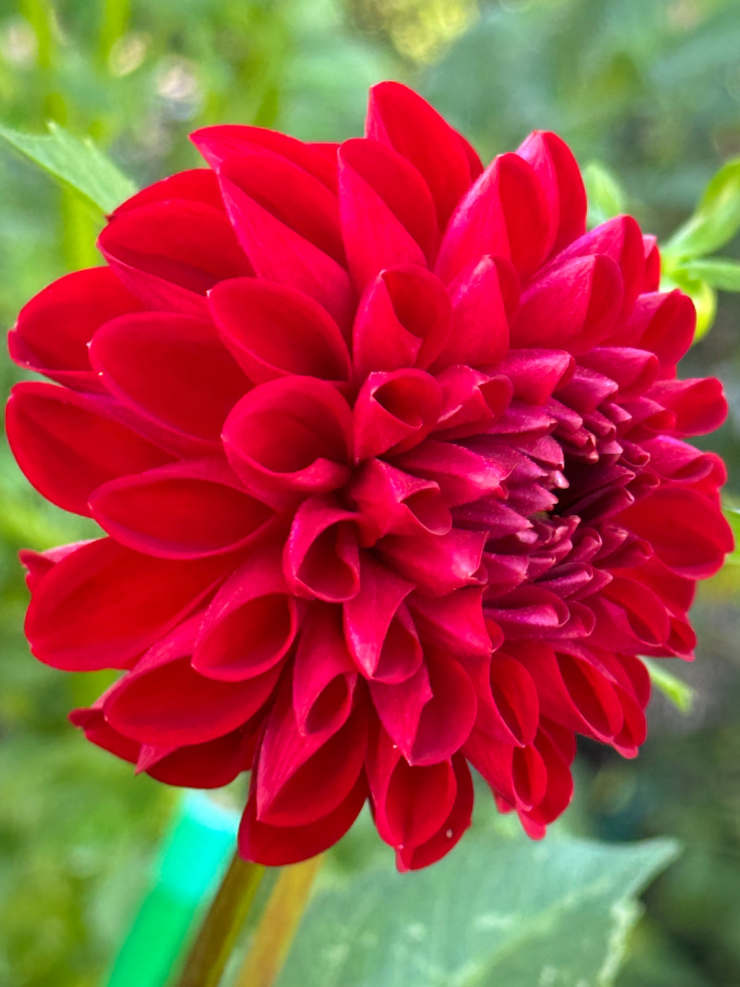 Amorous Heart Dahlia