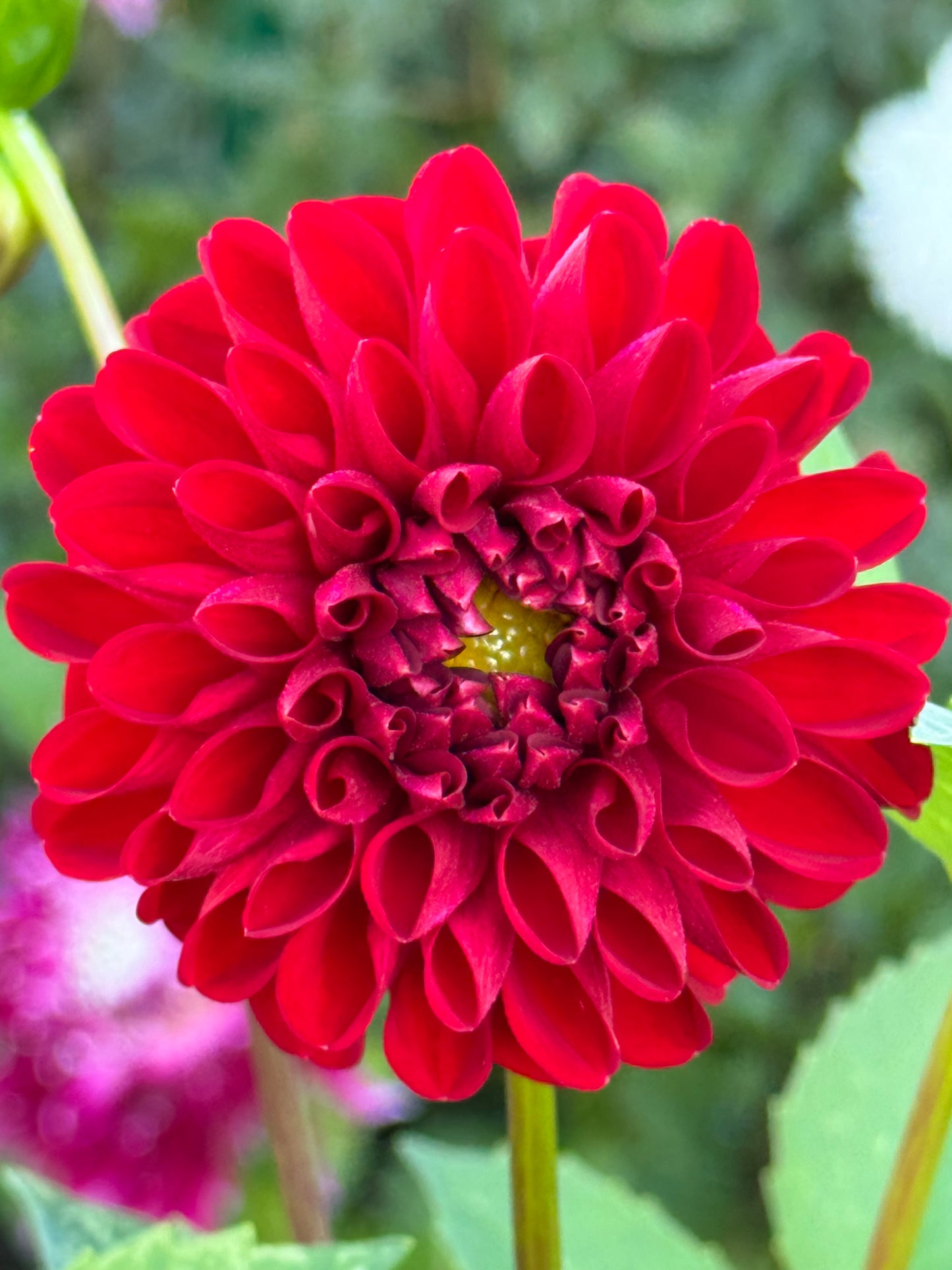 Amorous Heart Dahlia