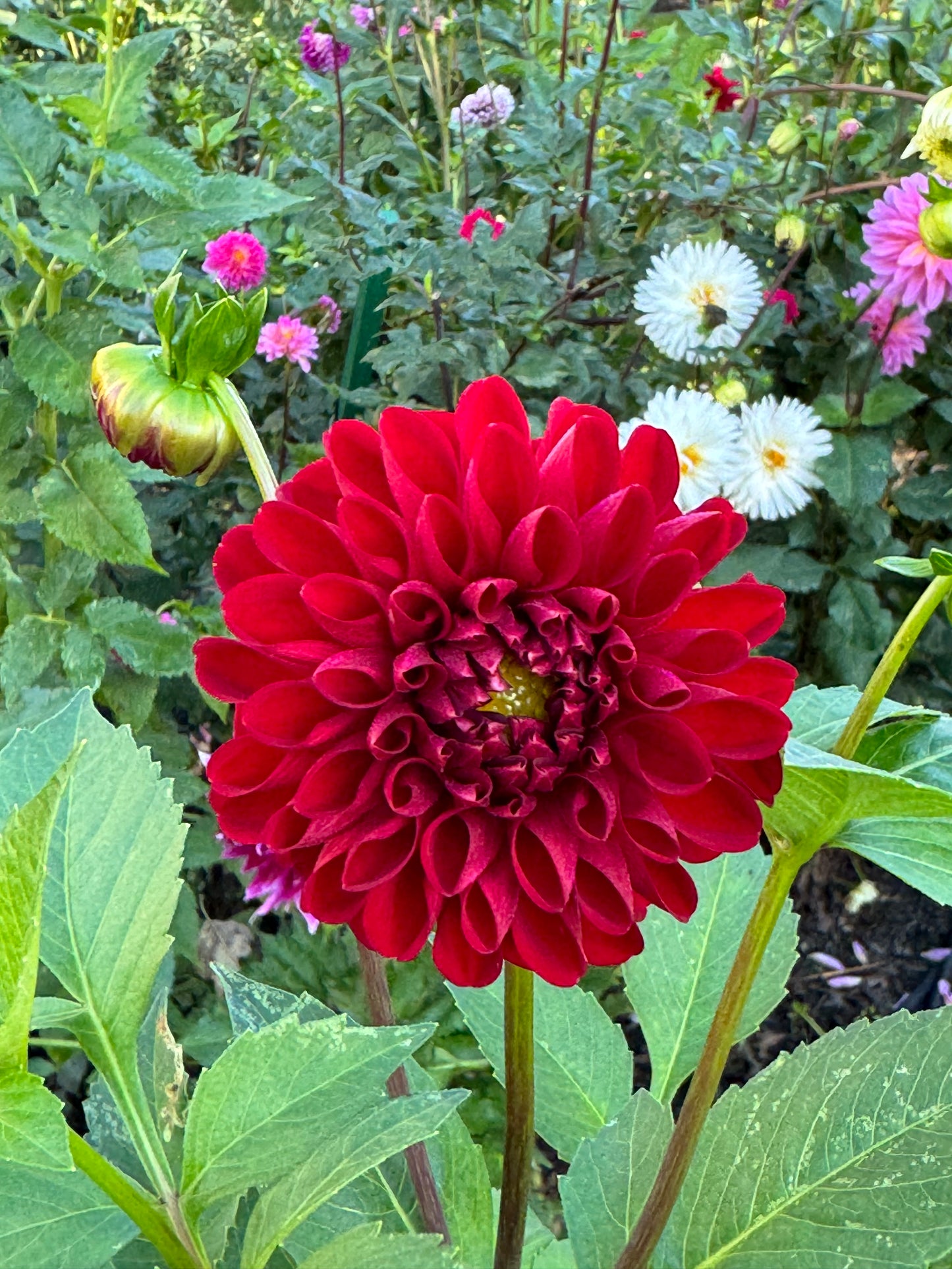 Amorous Heart Dahlia