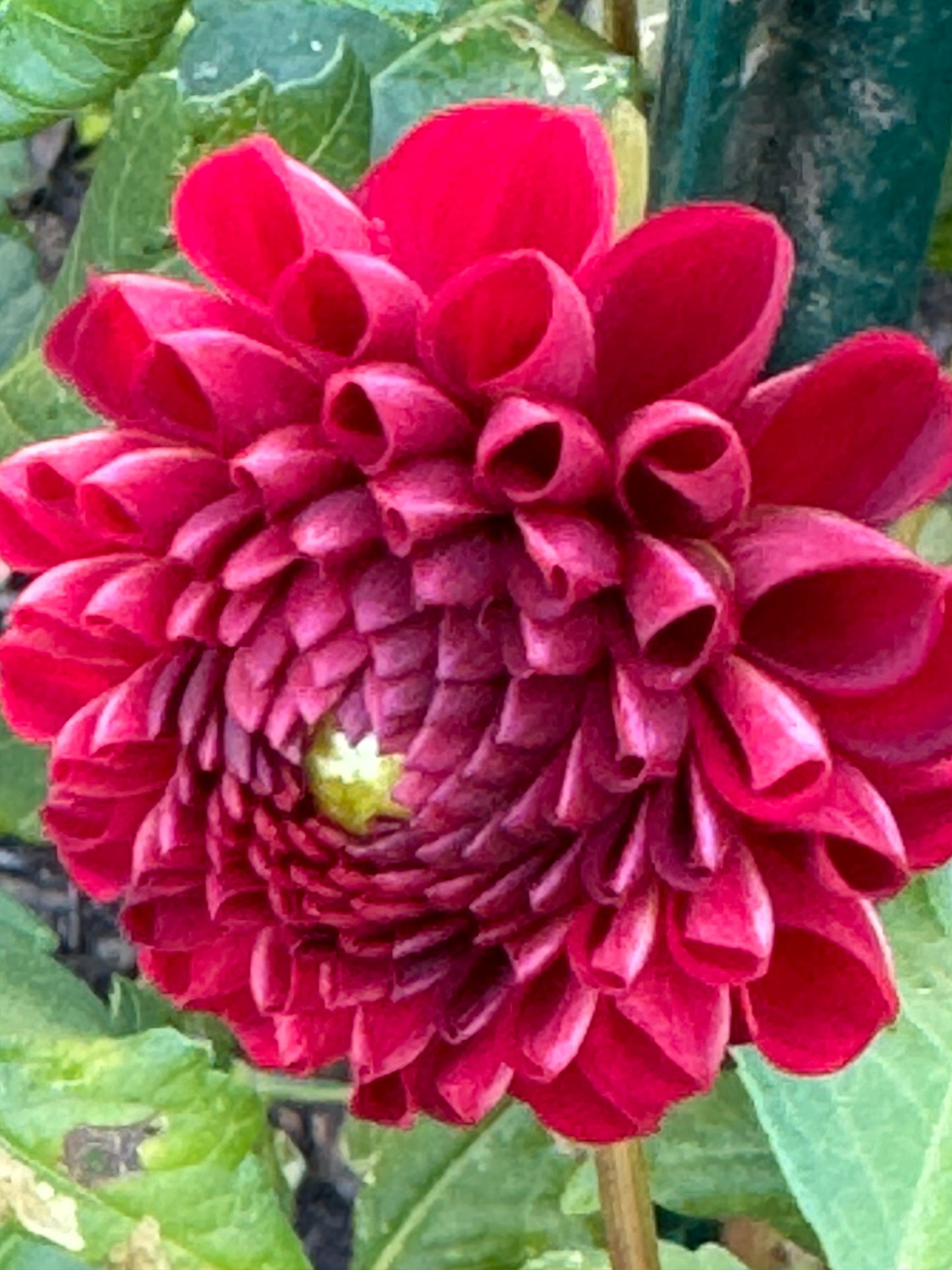 Bloomquist Paul Jr Dahlia