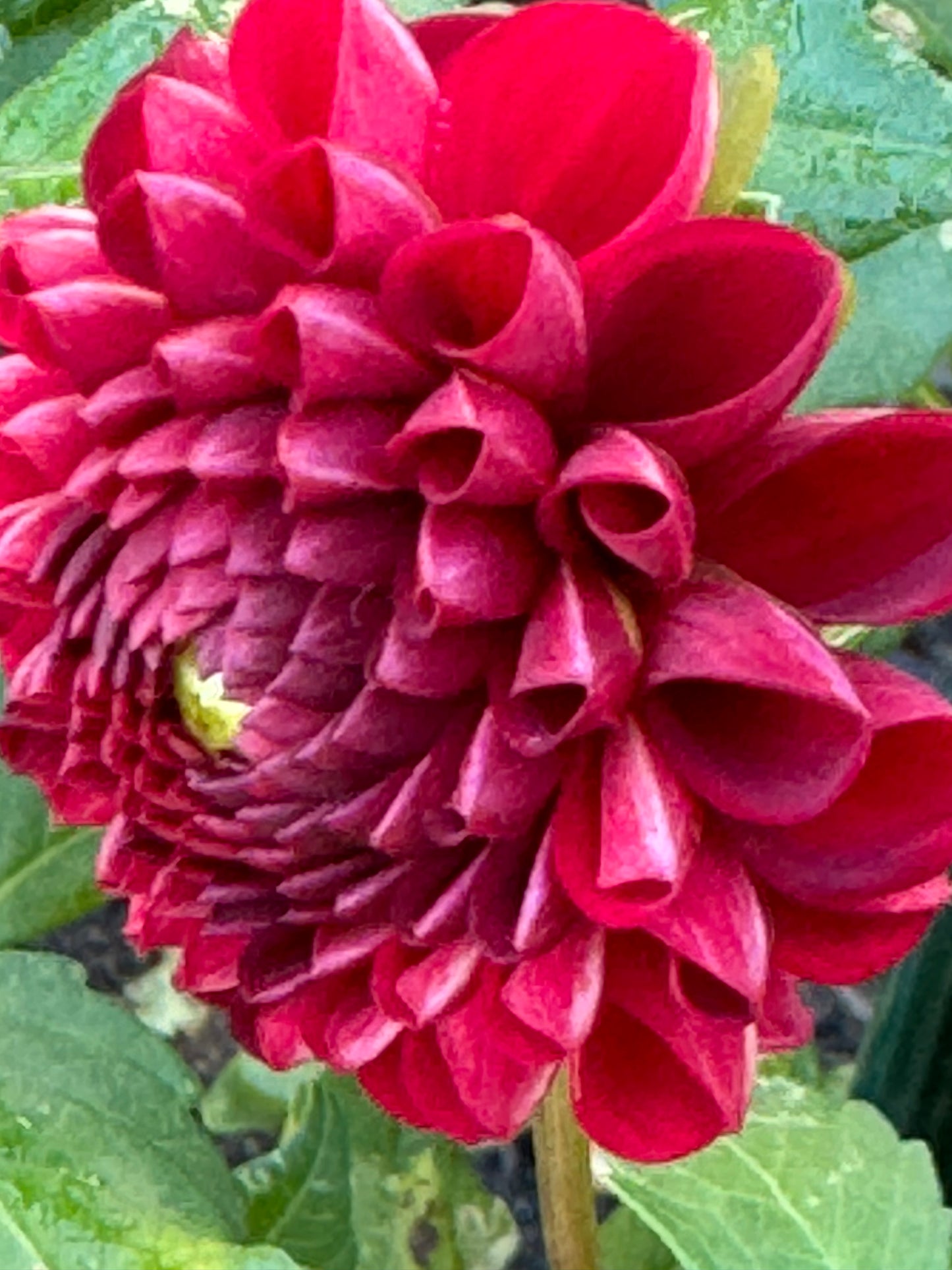 Bloomquist Paul Jr Dahlia