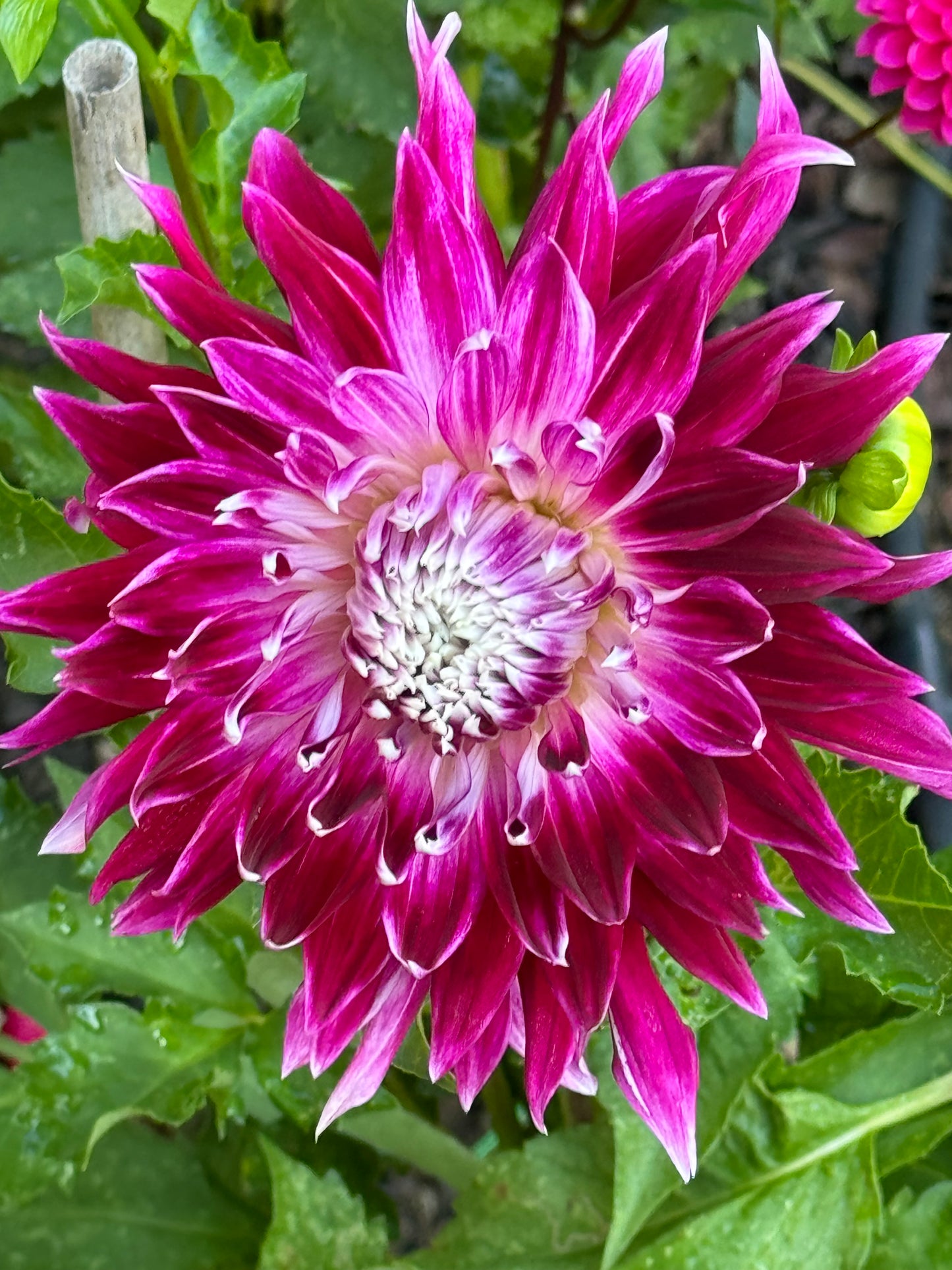 Vancouver Dahlia