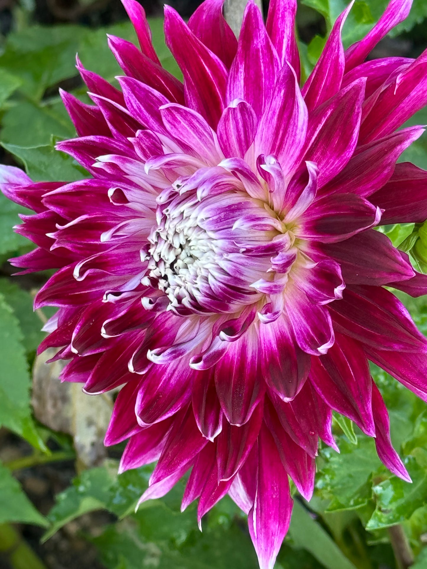 Vancouver Dahlia