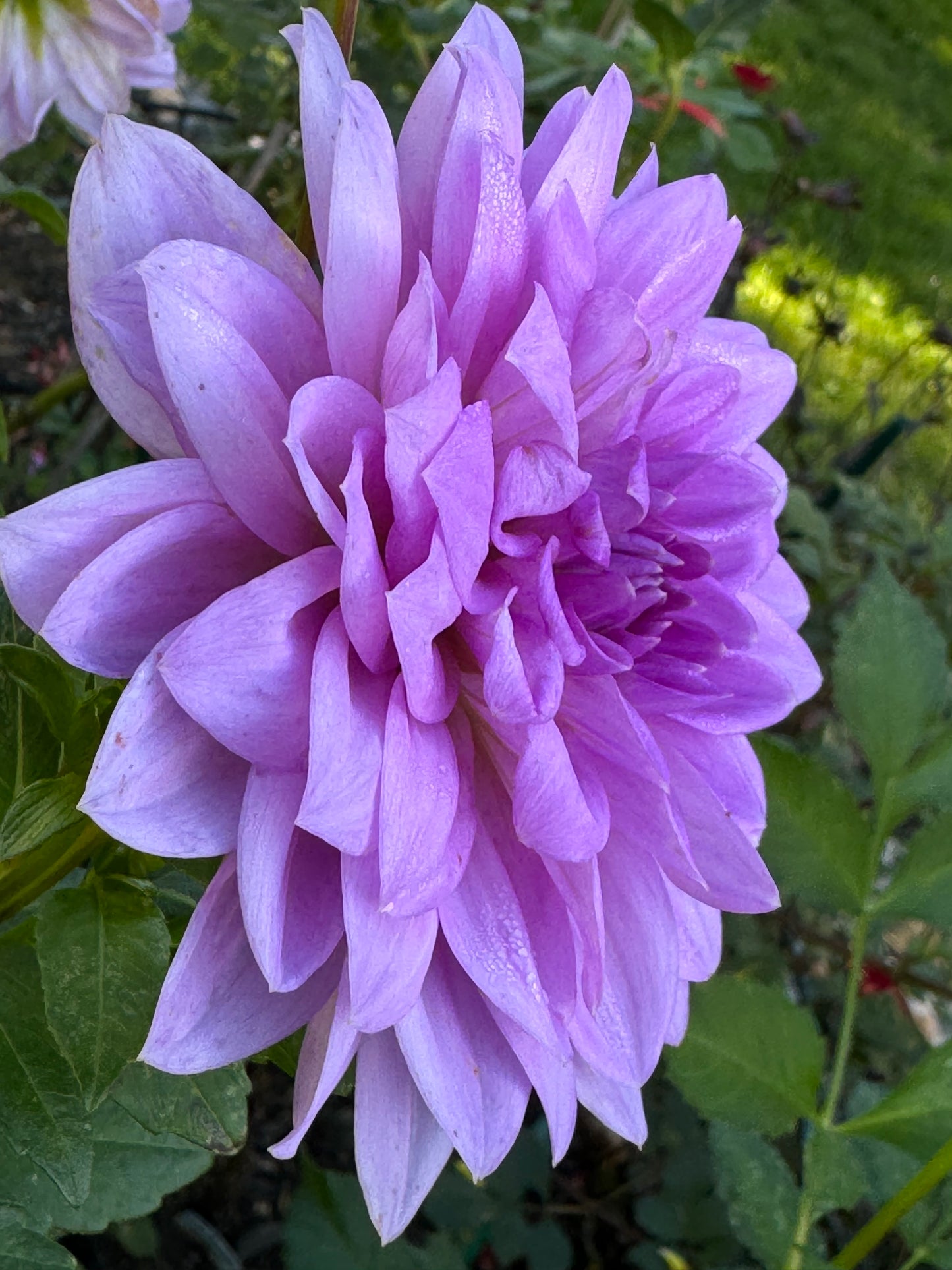 Blue Boy Dahlia