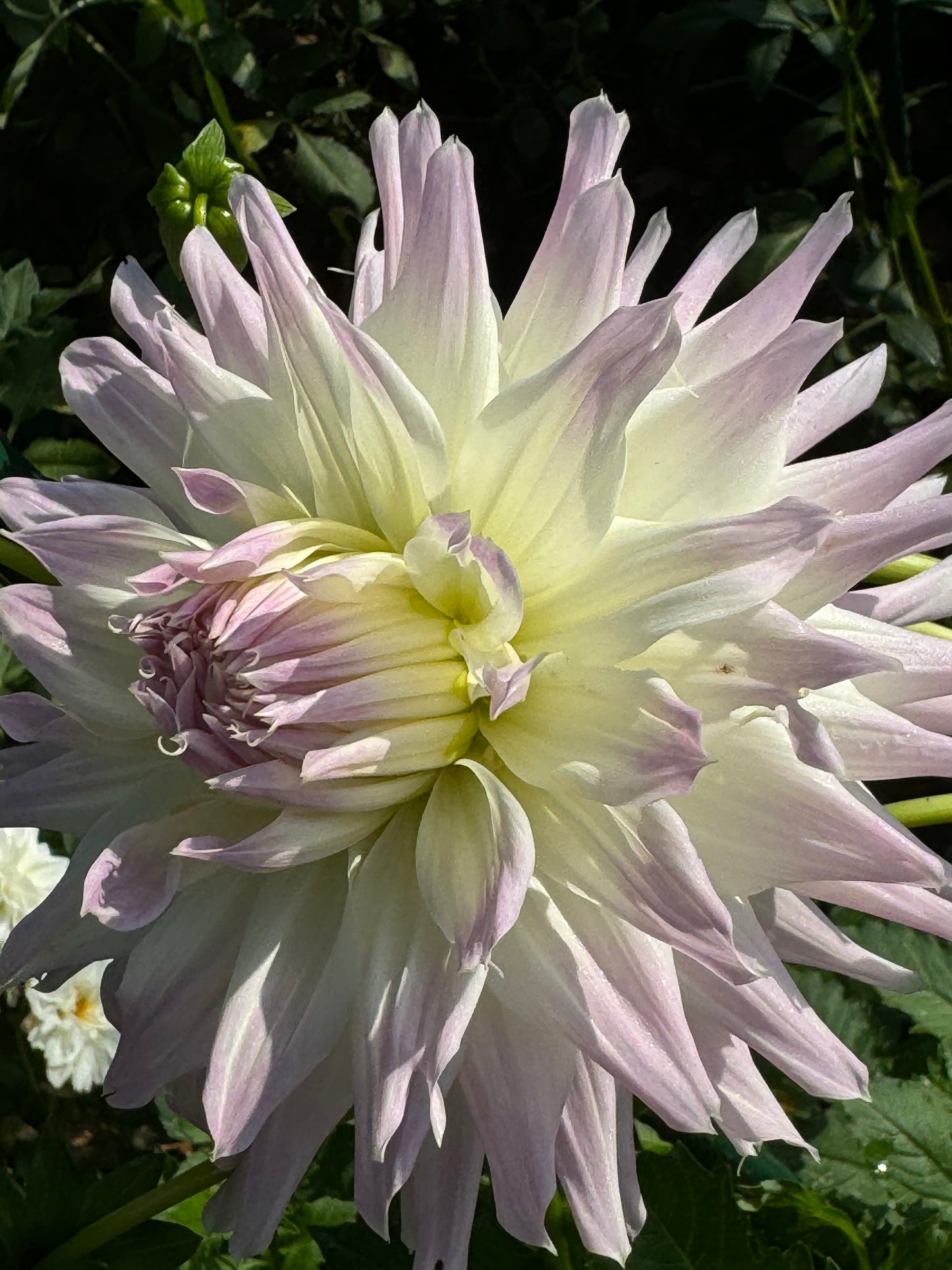 Magic Moment Dahlia