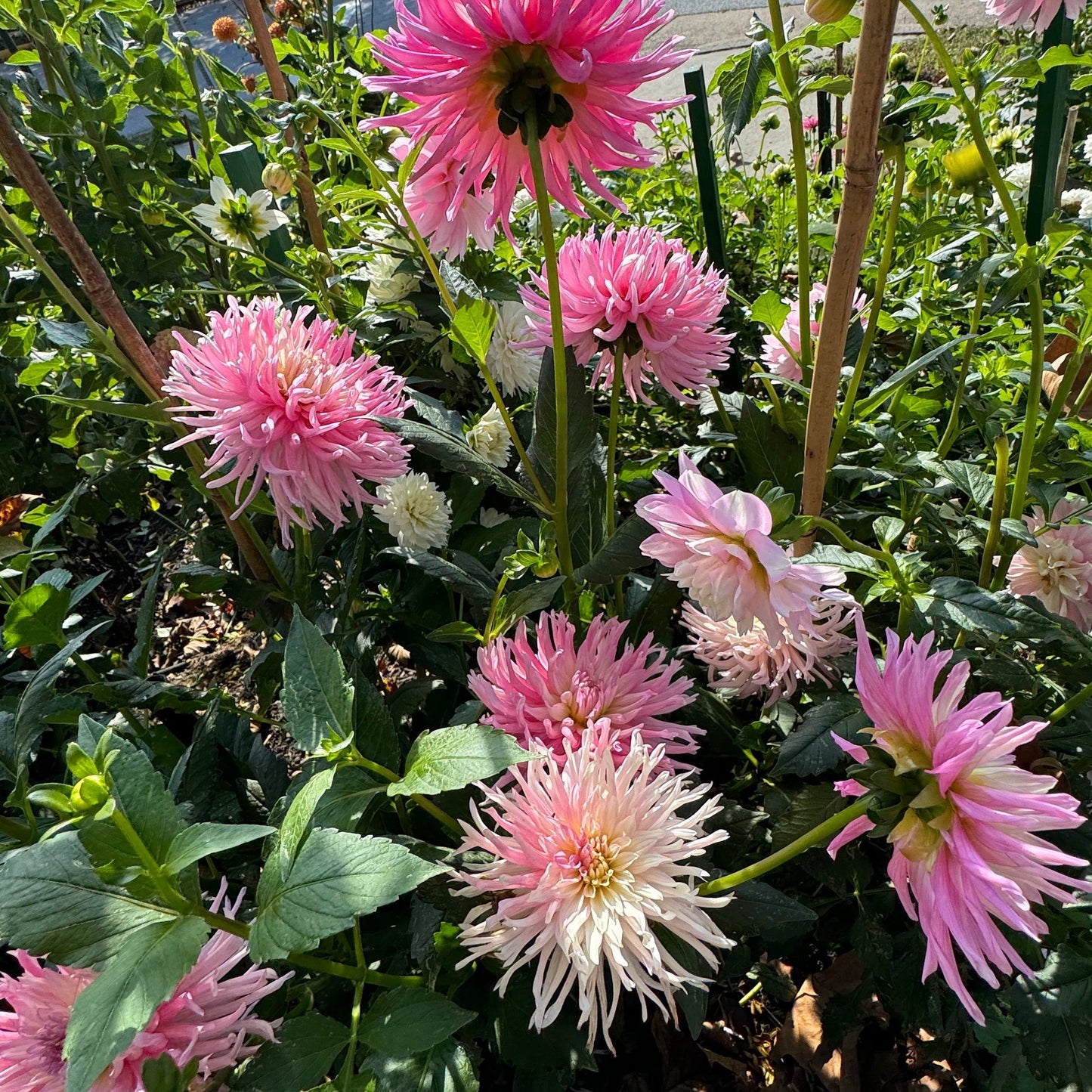 Star’s Favorite Dahlia