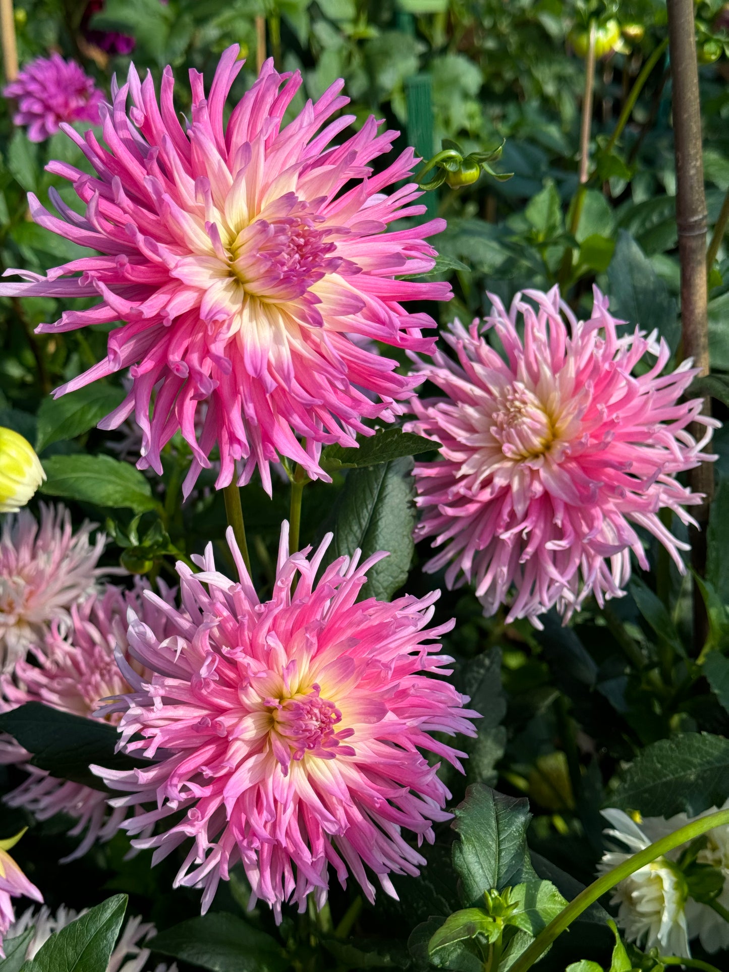 Star’s Favorite Dahlia