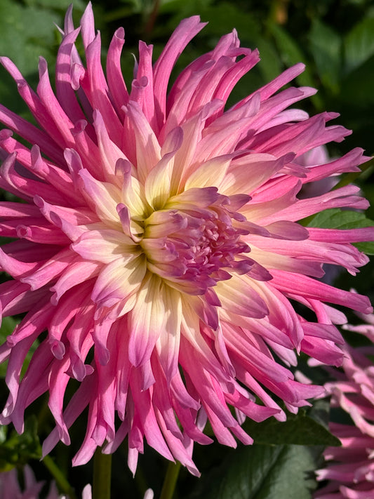 Star’s Favorite Dahlia