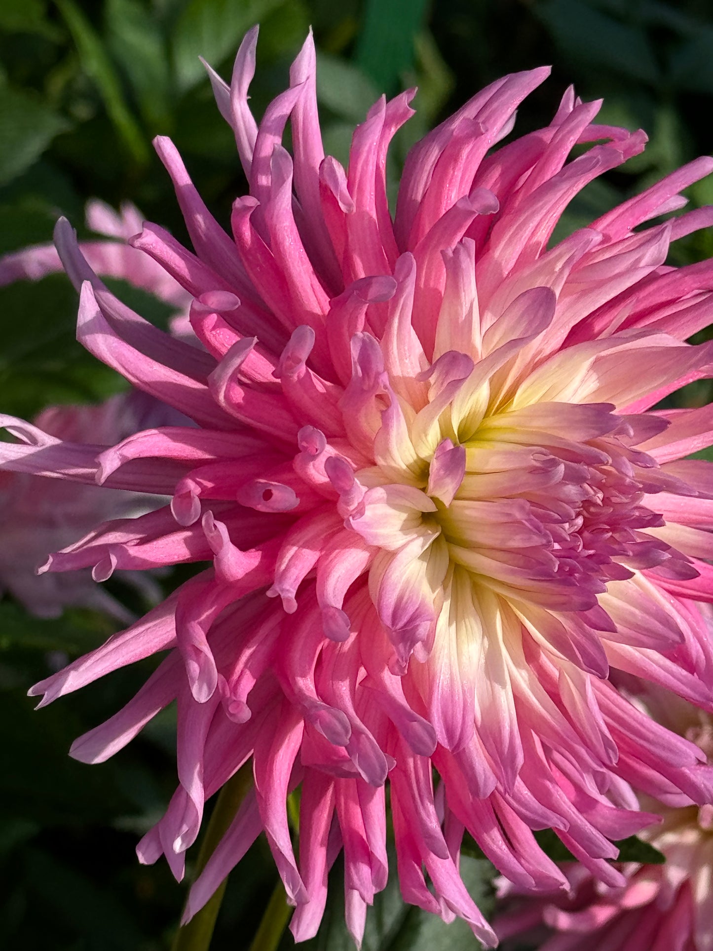 Star’s Favorite Dahlia