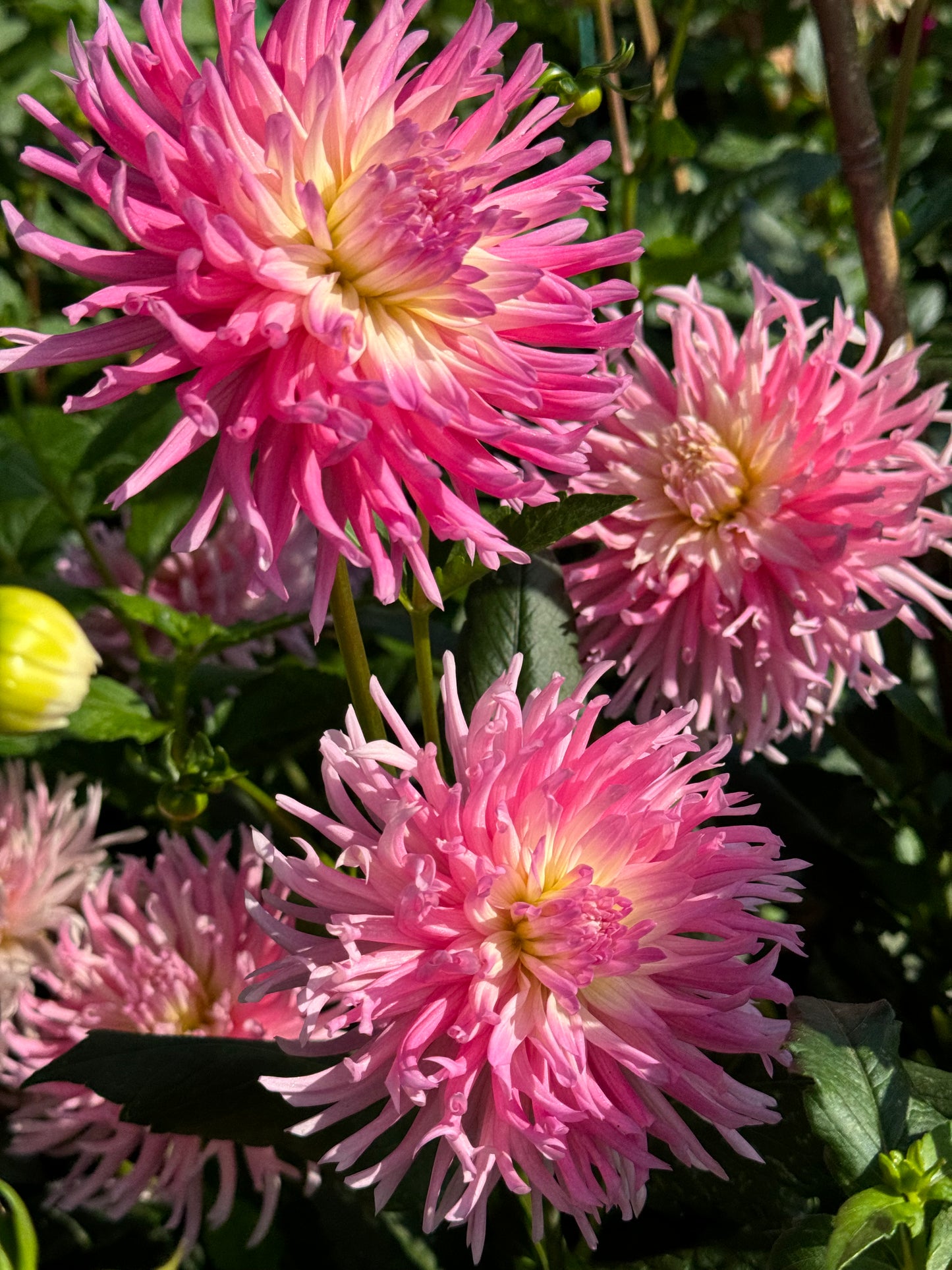 Star’s Favorite Dahlia