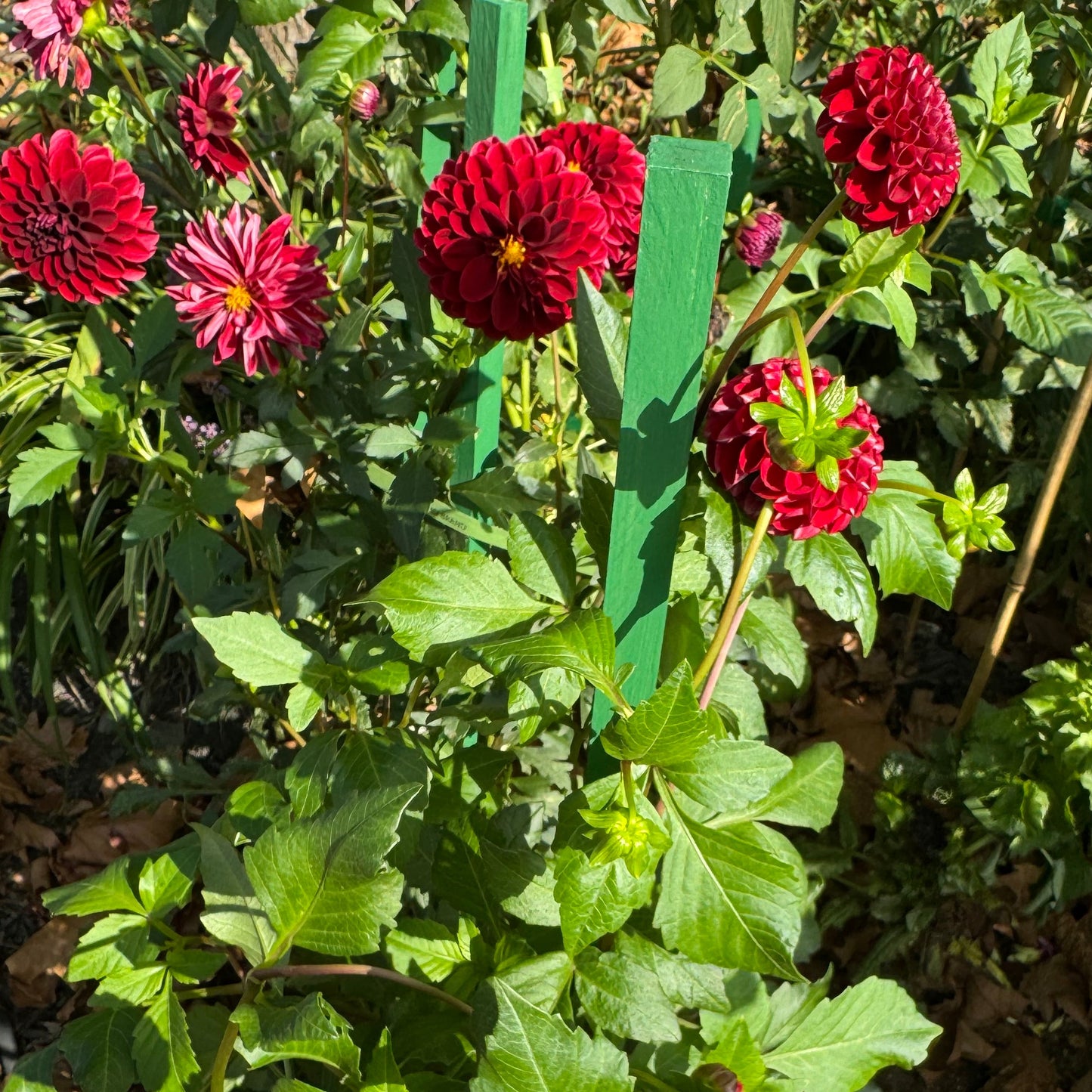 Bloomquist Paul Jr Dahlia