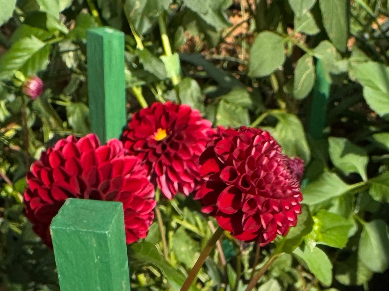 Bloomquist Paul Jr Dahlia