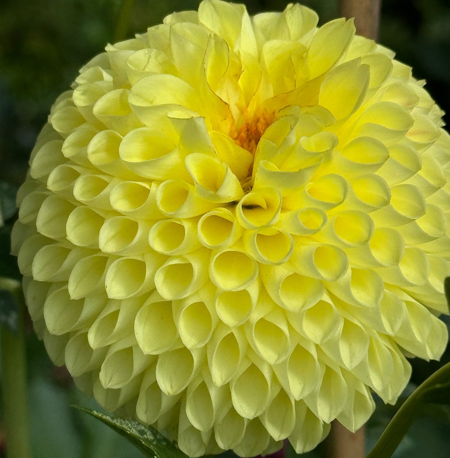 Irish Delight Dahlia