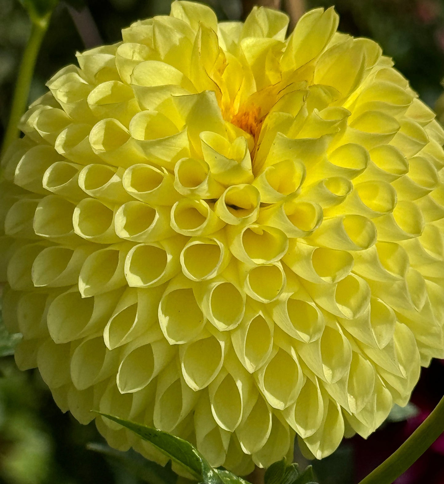 Irish Delight Dahlia