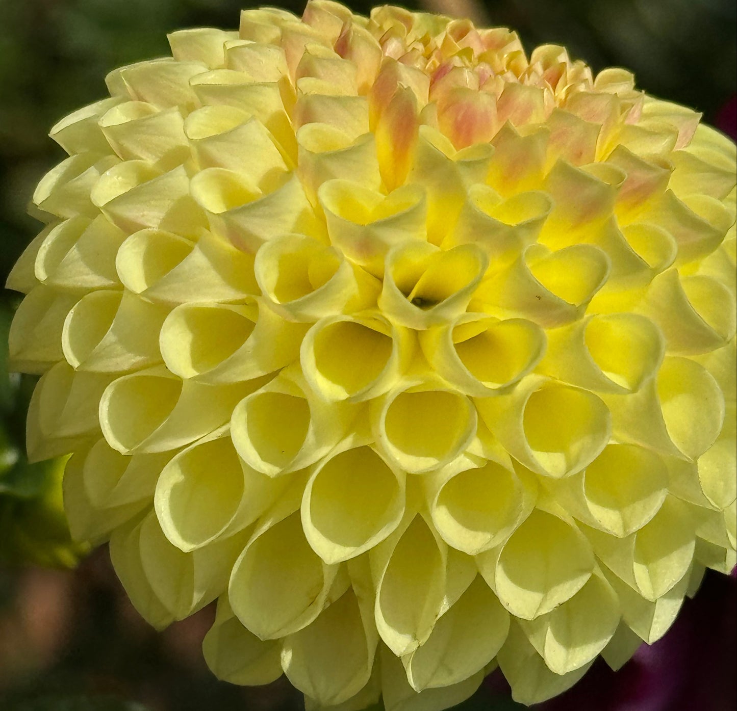 Irish Delight Dahlia