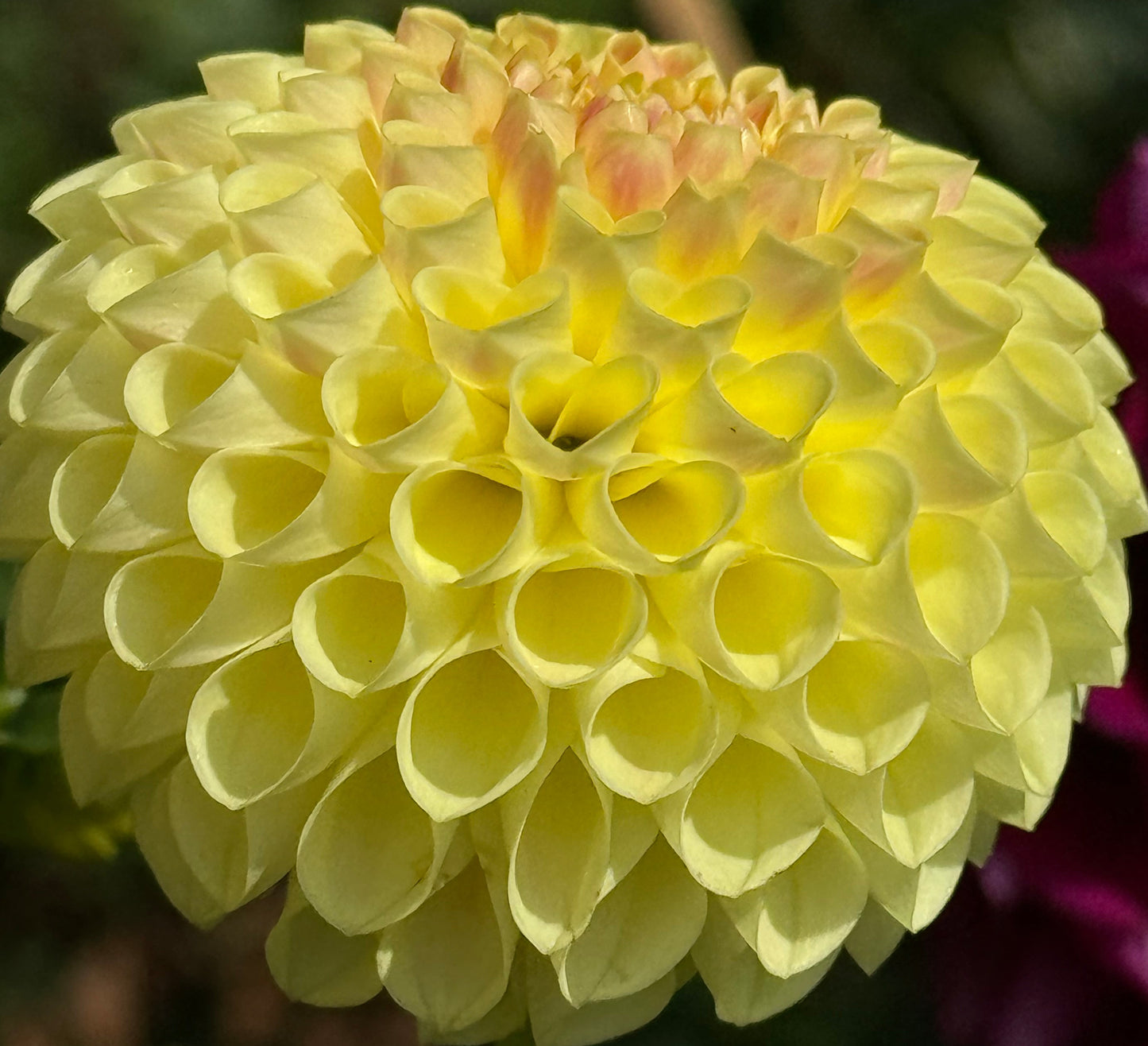 Irish Delight Dahlia