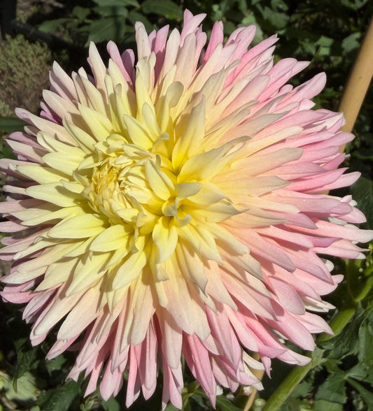 Just Married Dahlia