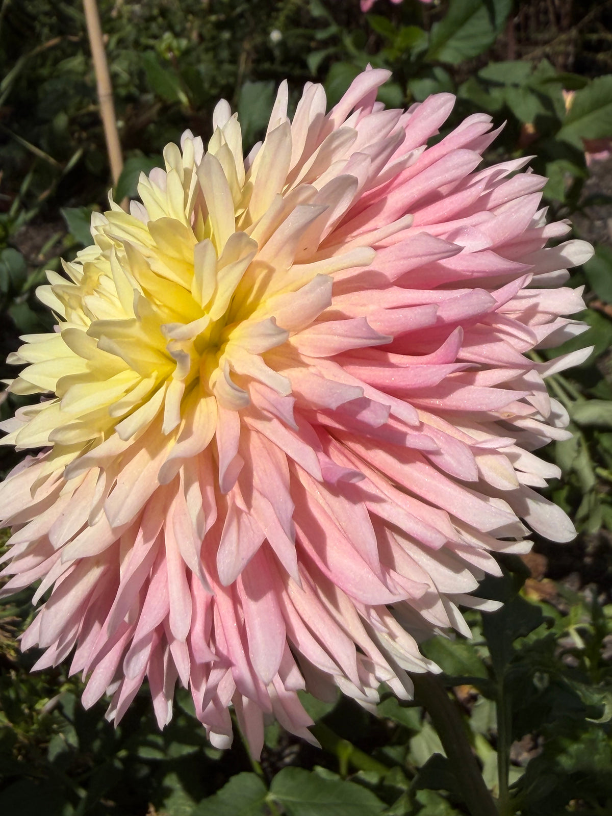 Just Married Dahlia