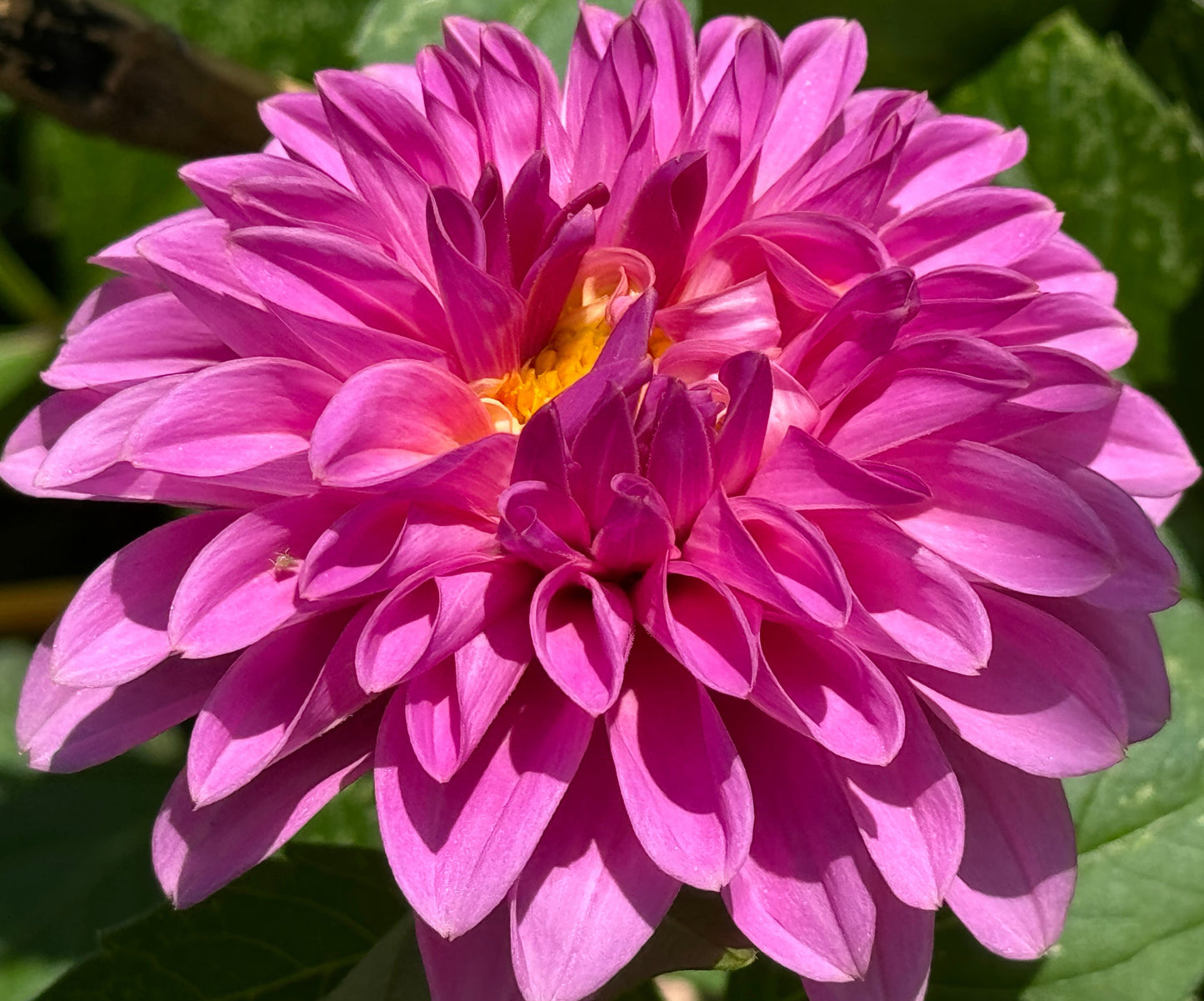 Bloomquist Euphoric Dahlia