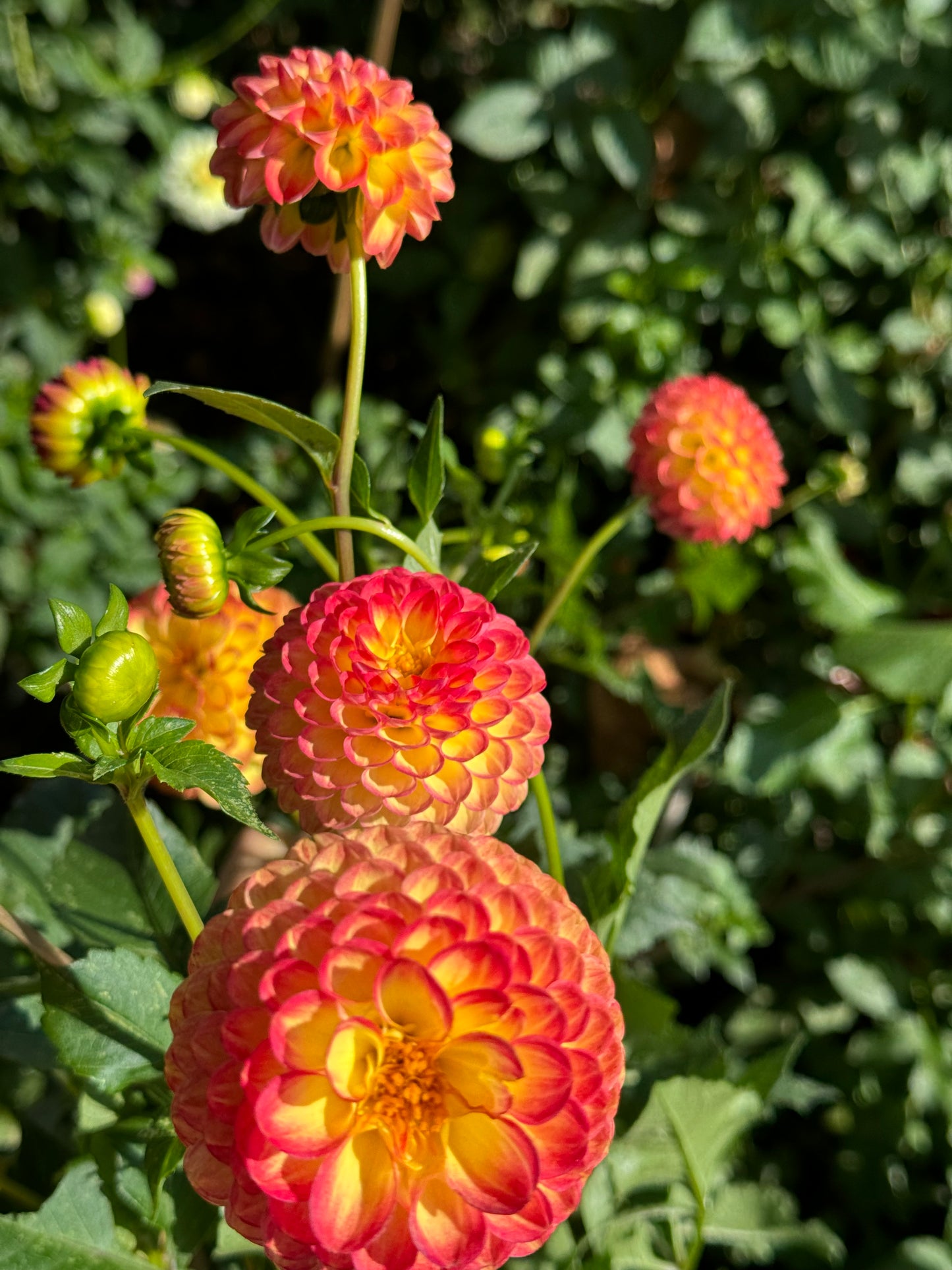 Bloomquist Burning Dahlia