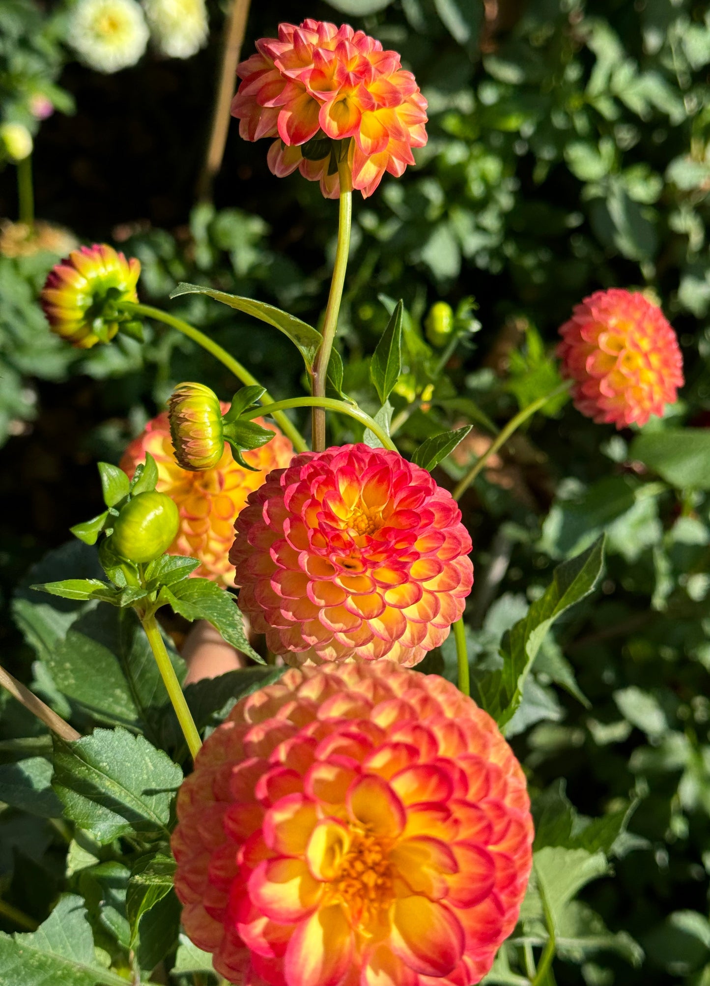 Bloomquist Burning Dahlia