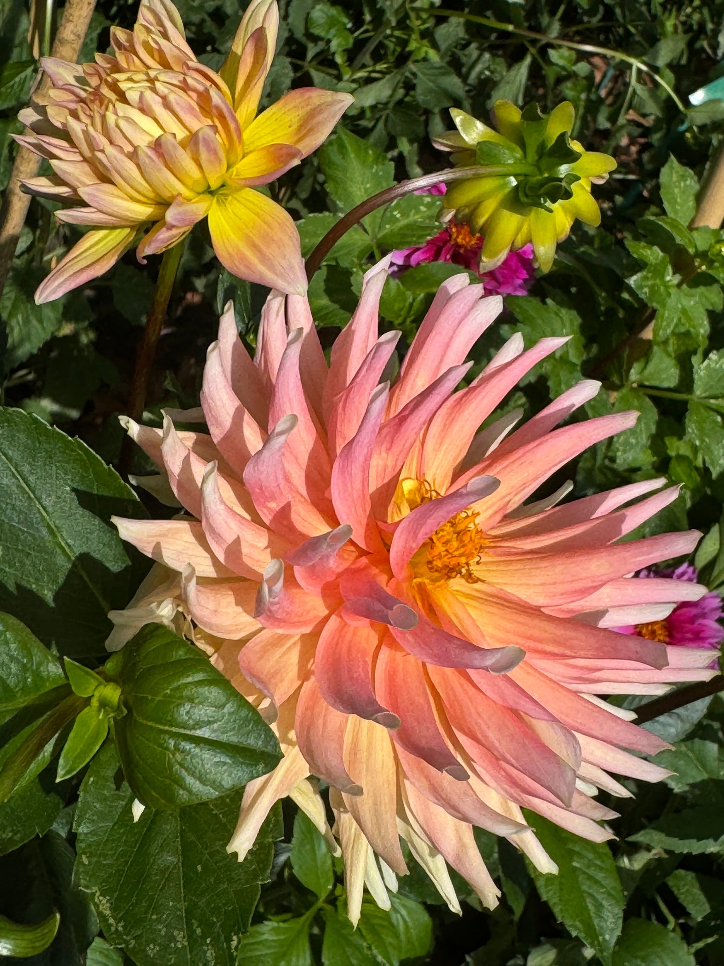 Rusty Ritchie Dahlia