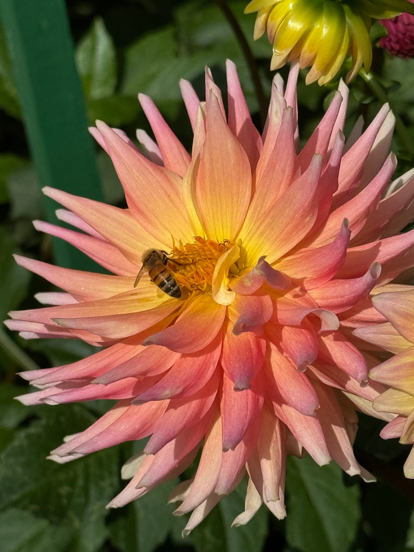 Rusty Ritchie Dahlia