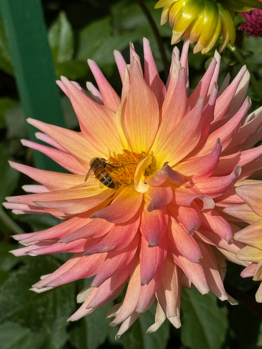 Rusty Ritchie Dahlia