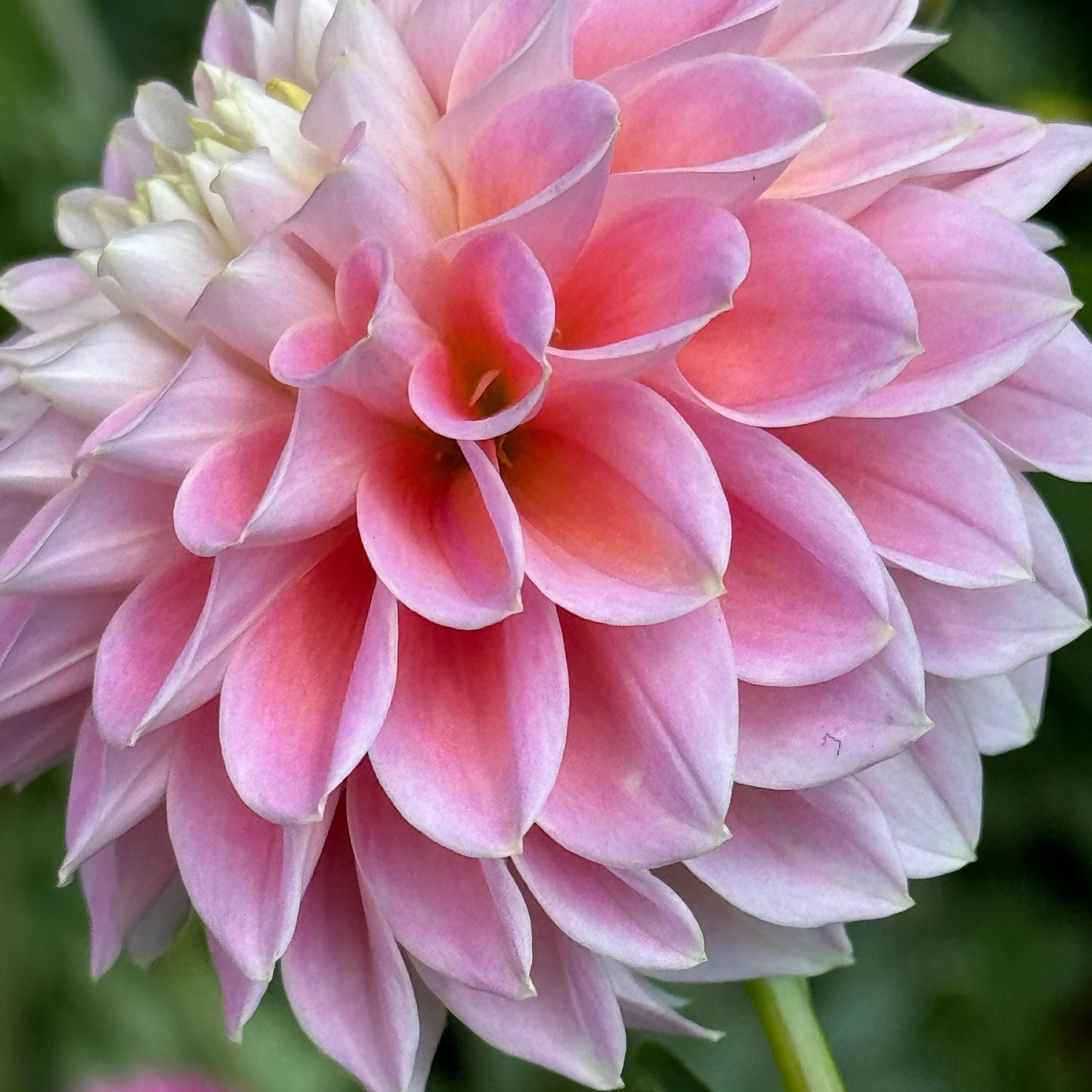 Sugartown  Sunrise Dahlia