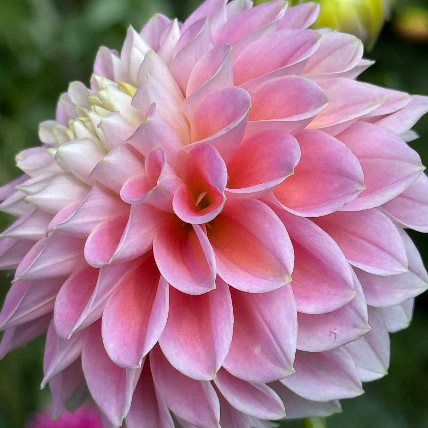 Sugartown  Sunrise Dahlia